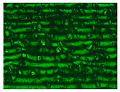 Materials 11 01322 i008