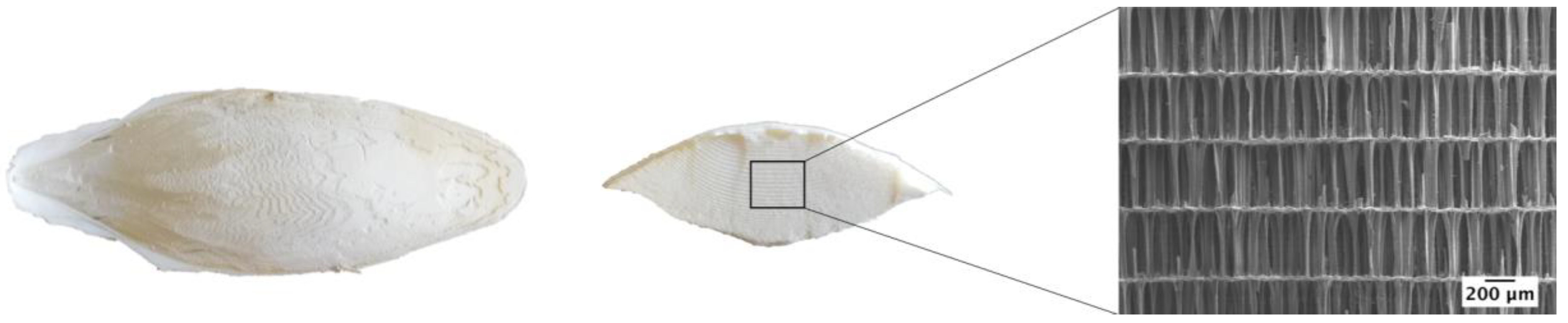 Materials 11 01702 g005 Materials 11 01702 g005