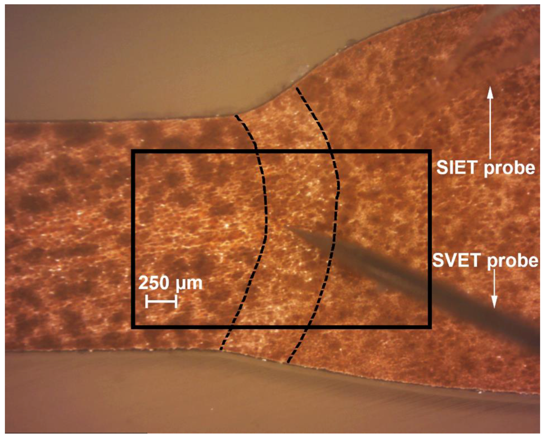 Materials 11 02177 g002 Materials 11 02177 g002