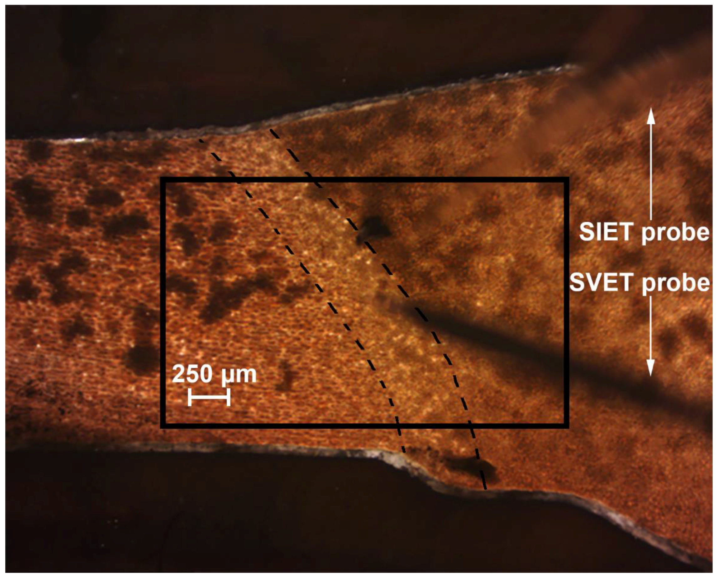 Materials 11 02177 g007 Materials 11 02177 g007