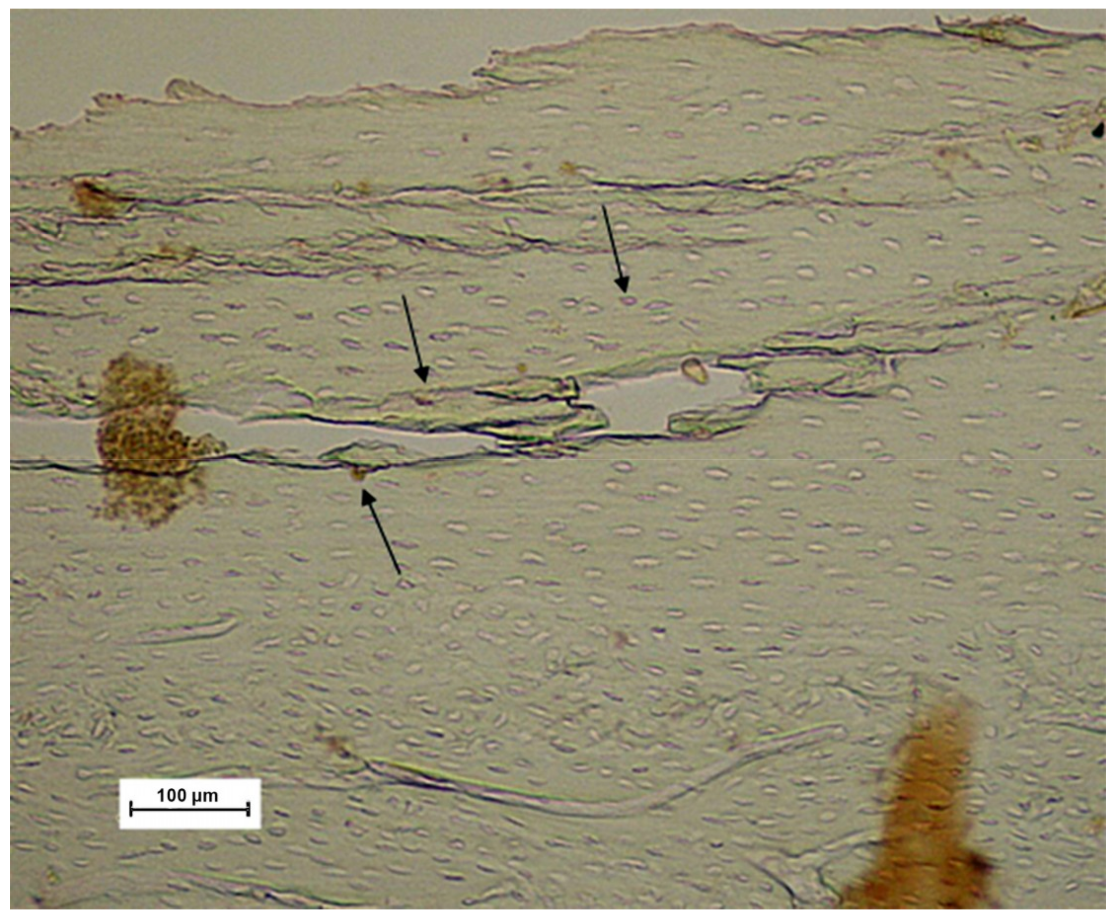 Materials 11 02532 g006