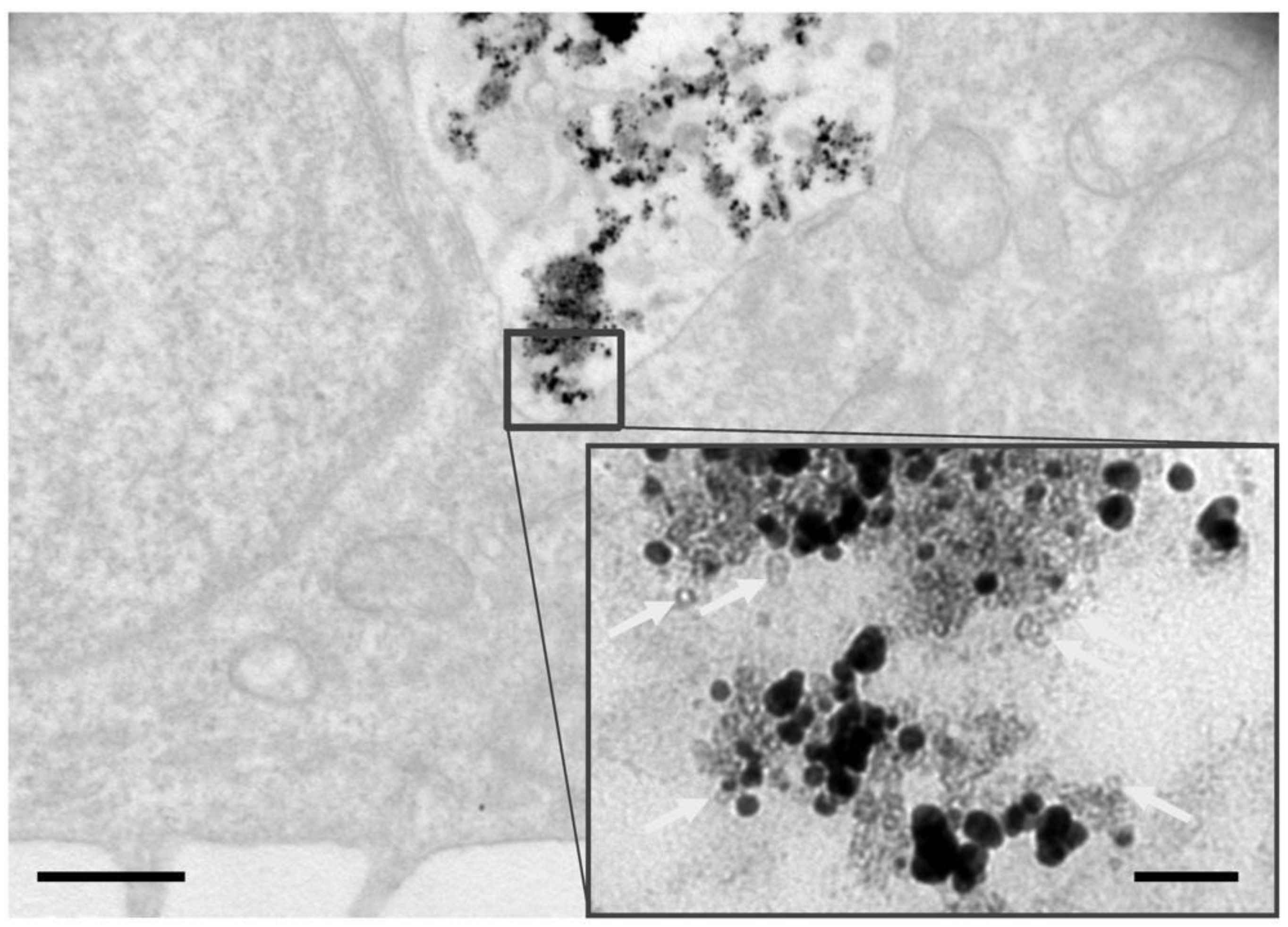 Materials 11 02572 g002 Materials 11 02572 g002