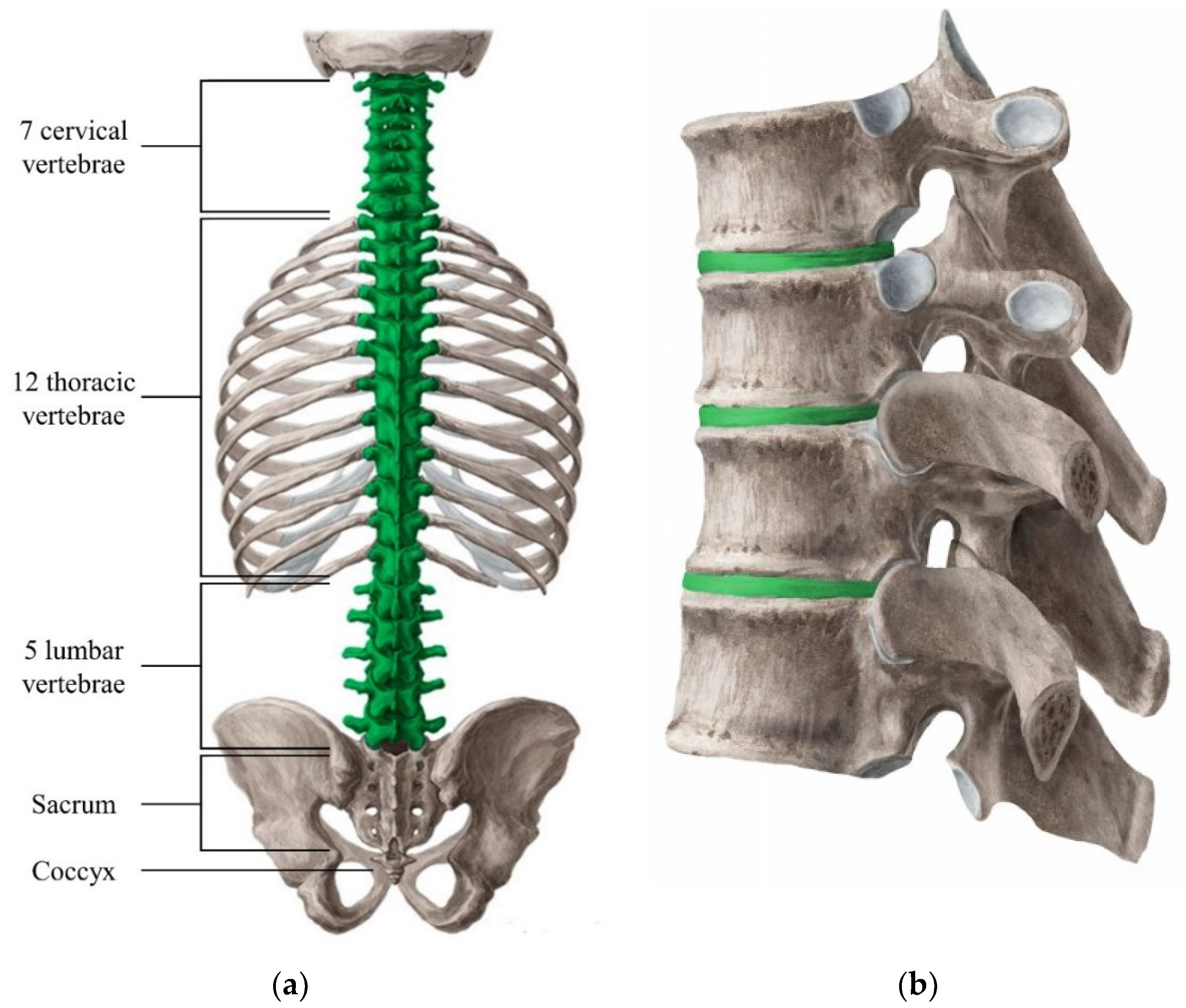 Cervical Vertebrae Labeled