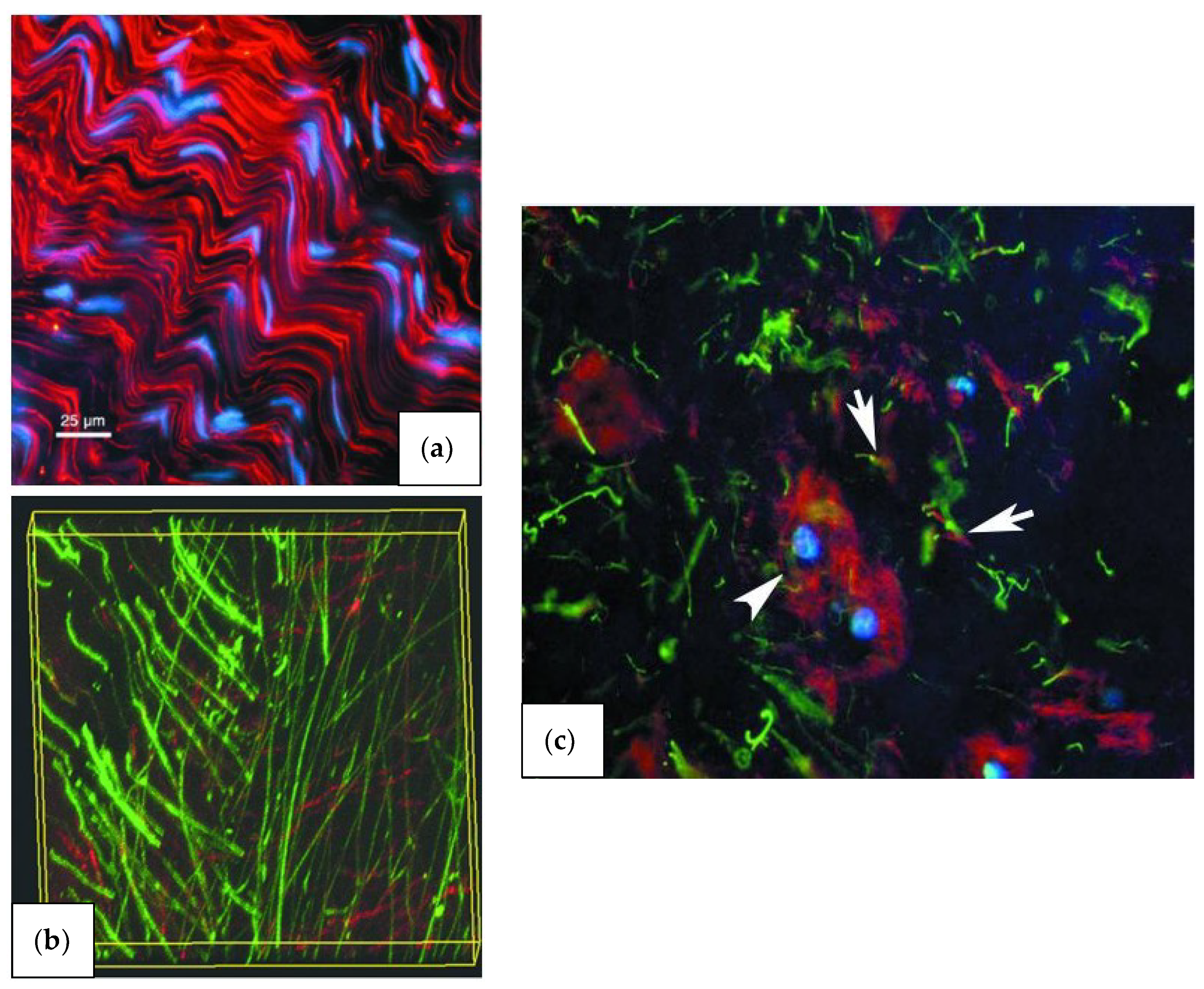 Materials 12 00253 g004 Materials 12 00253 g004