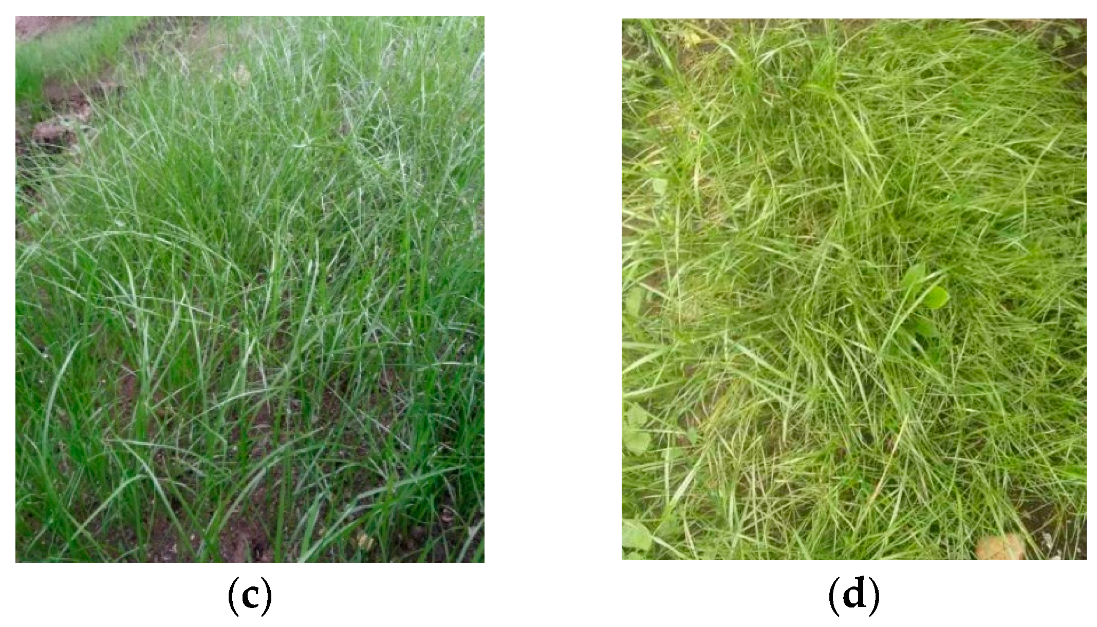 Materials 12 01855 g032b 550