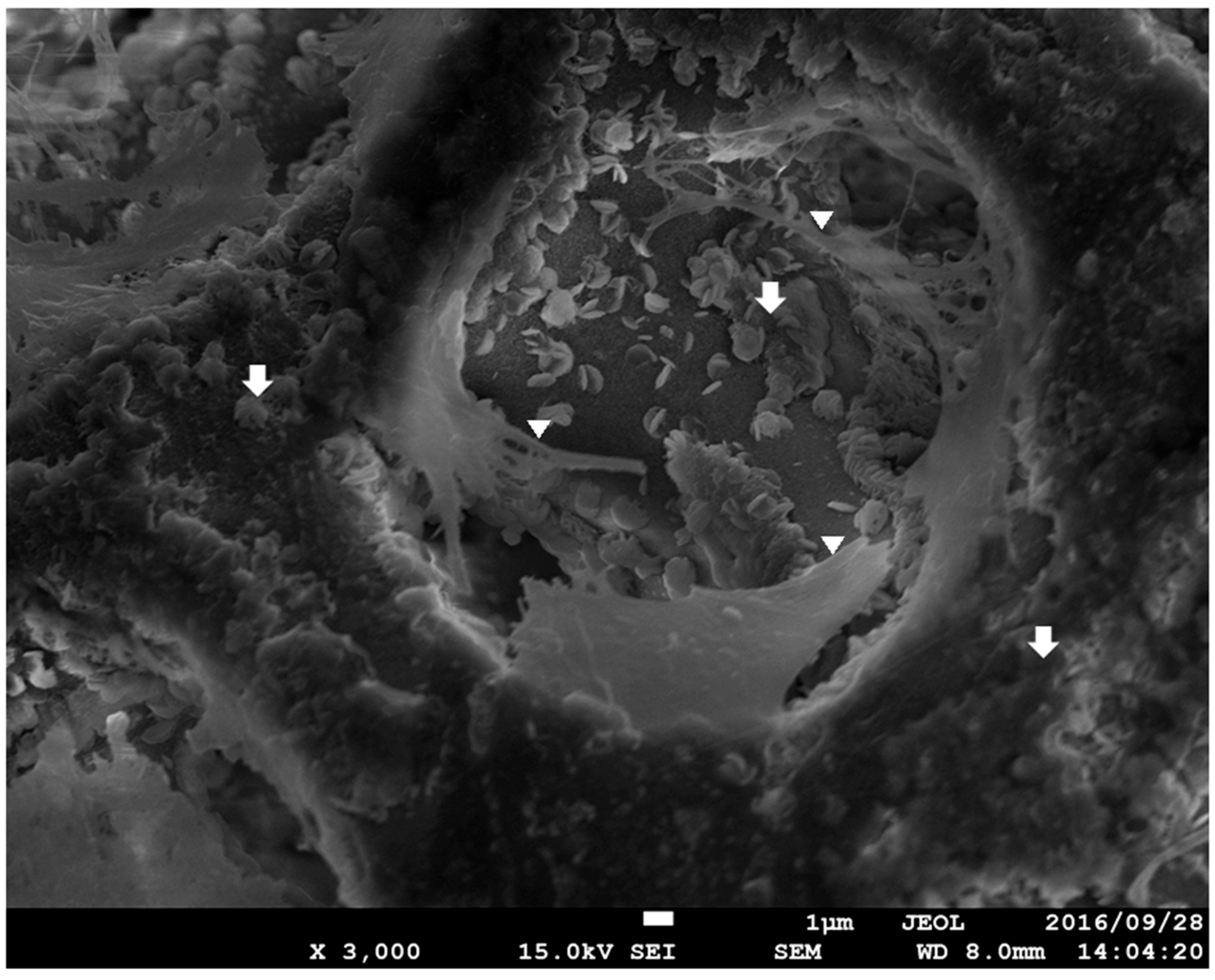 Materials 12 01881 g005 550