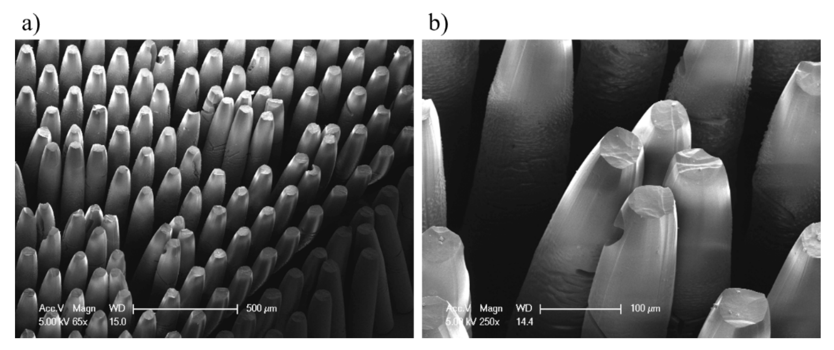 Materials 12 02056 g006 550