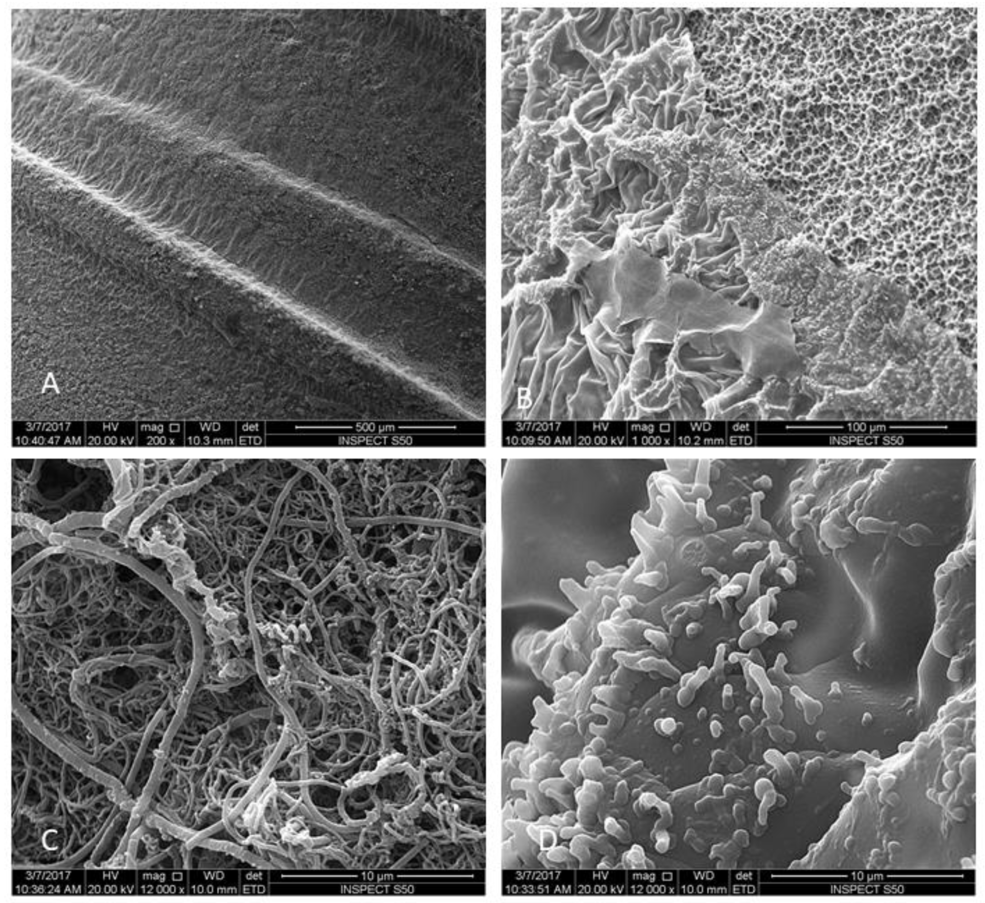 Materials 12 02073 g002 Materials 12 02073 g002