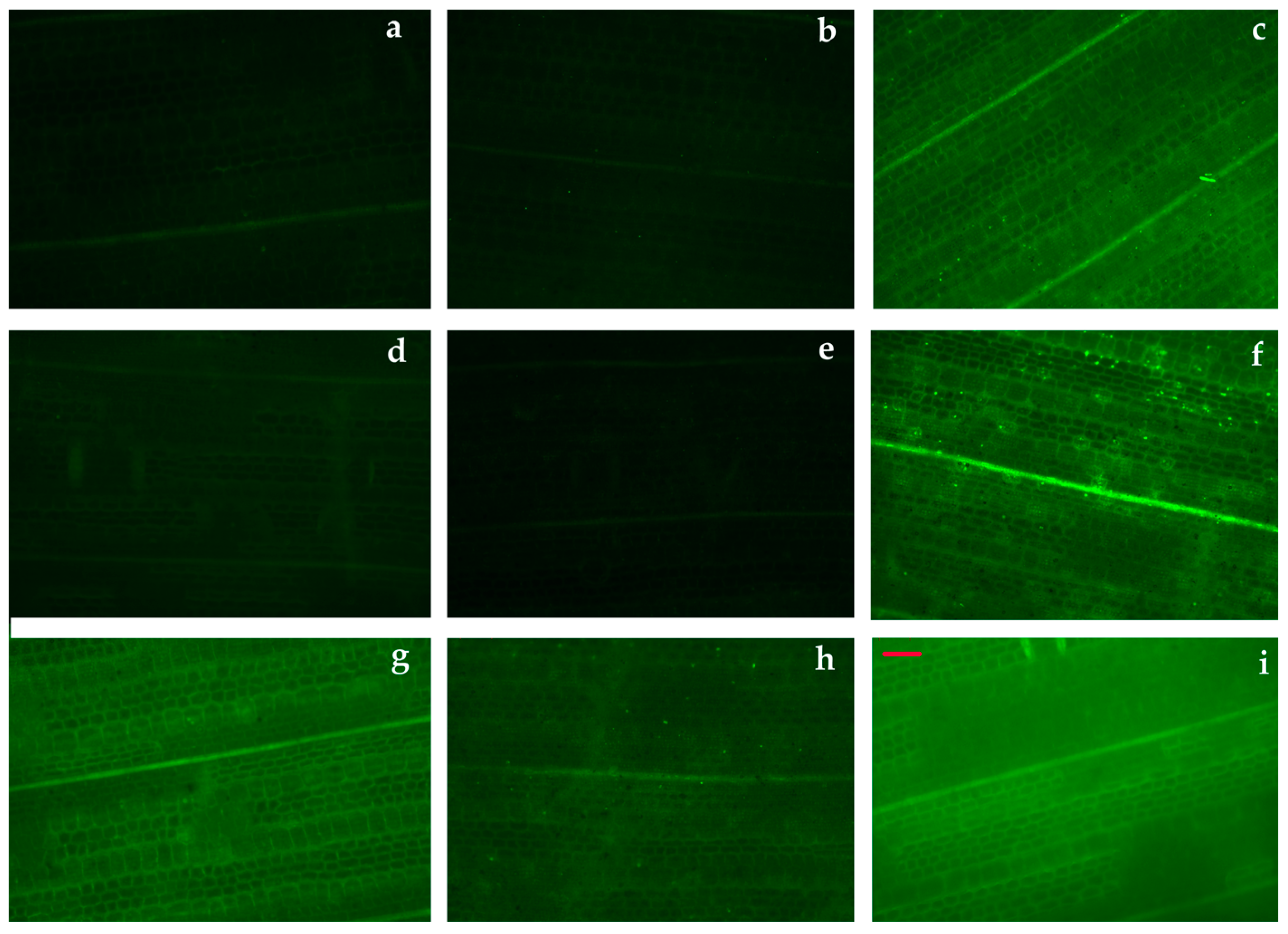 Materials 12 02101 g011 Materials 12 02101 g011