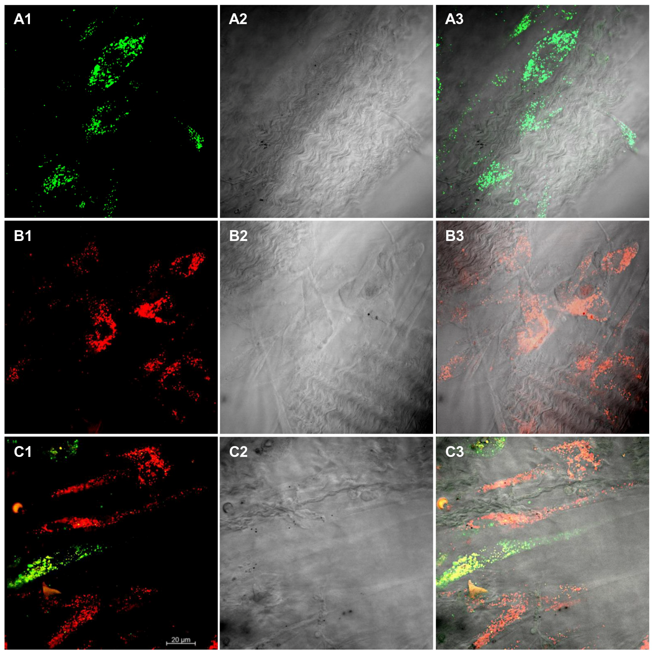 Materials 12 02157 g004 550