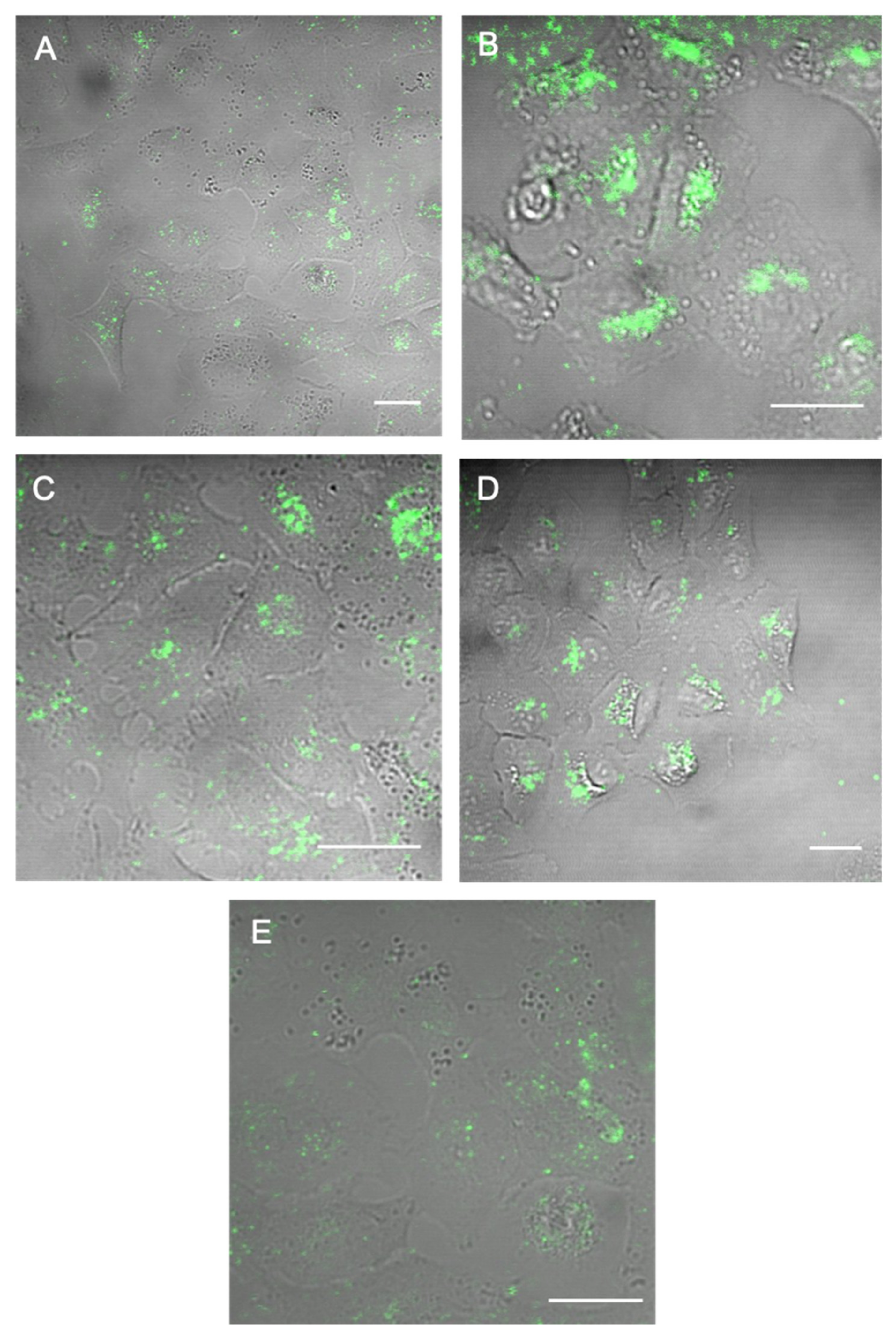 Materials 12 02497 g005
