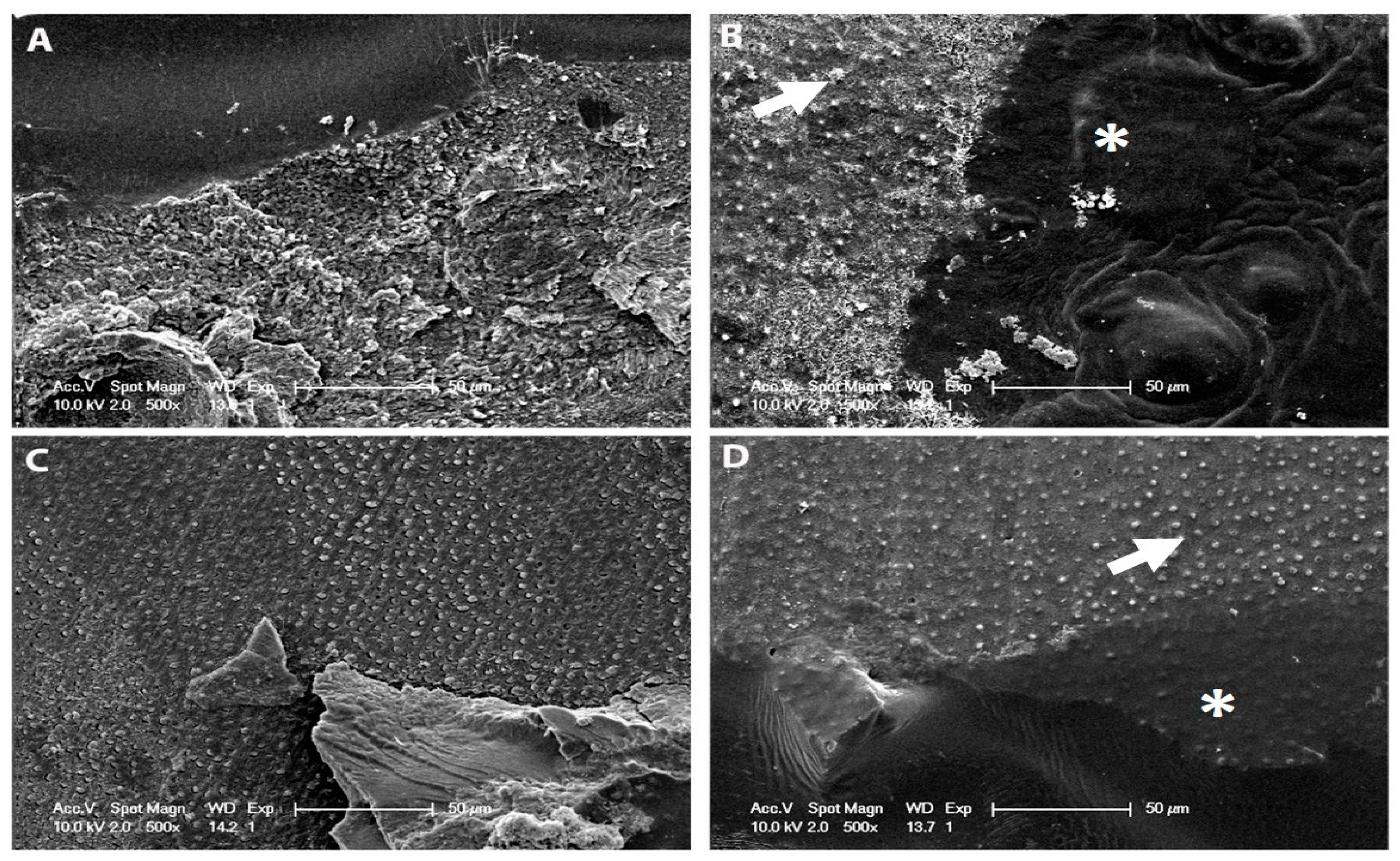 Materials 12 02504 g002 Materials 12 02504 g002