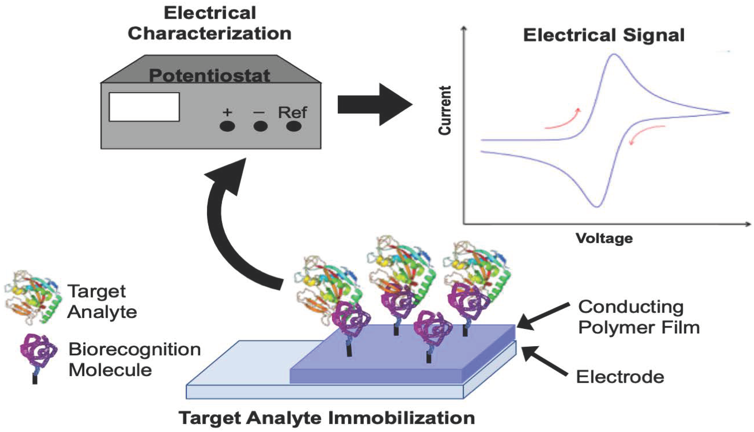 Materials Free FullText Biomedical Application of Electroactive