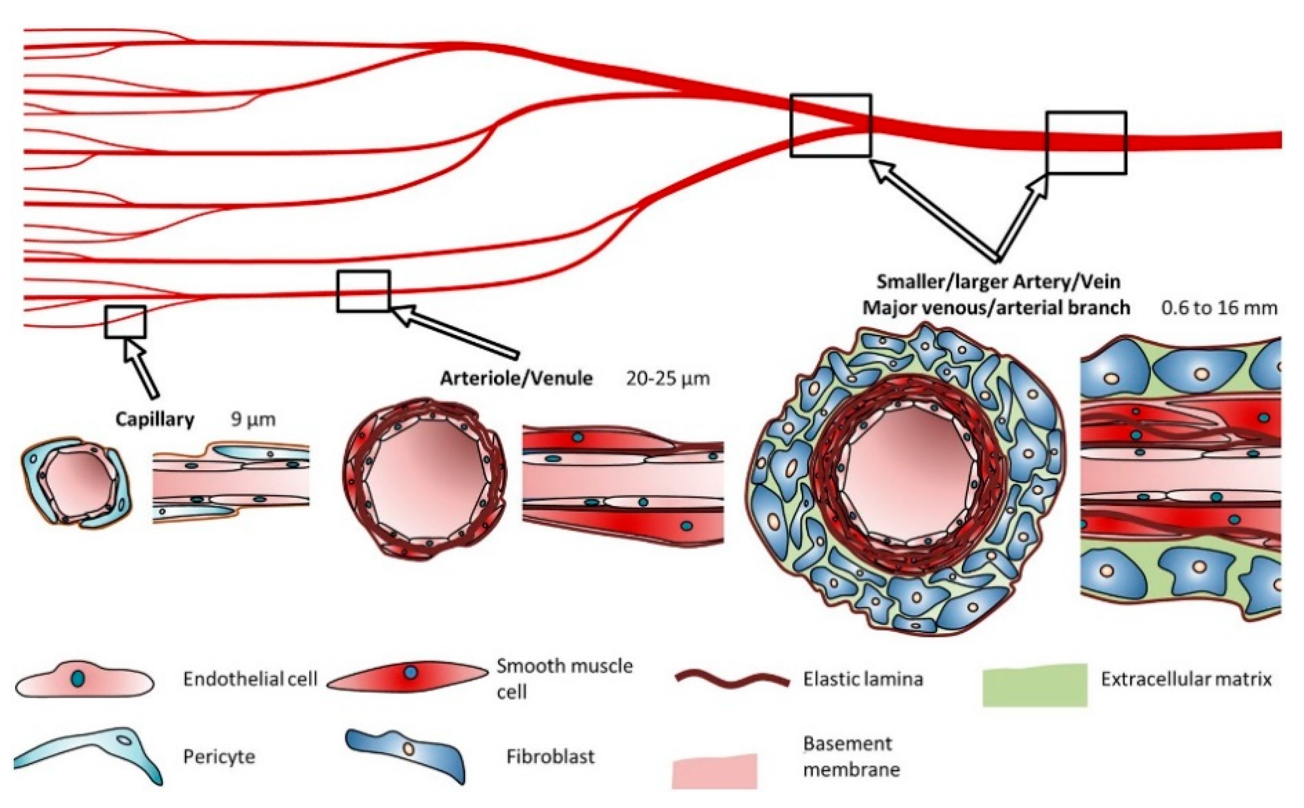 Капилляры сосуда варфрейм. Тиры капилляр. СД клетки виды. Blood Vessel structure.