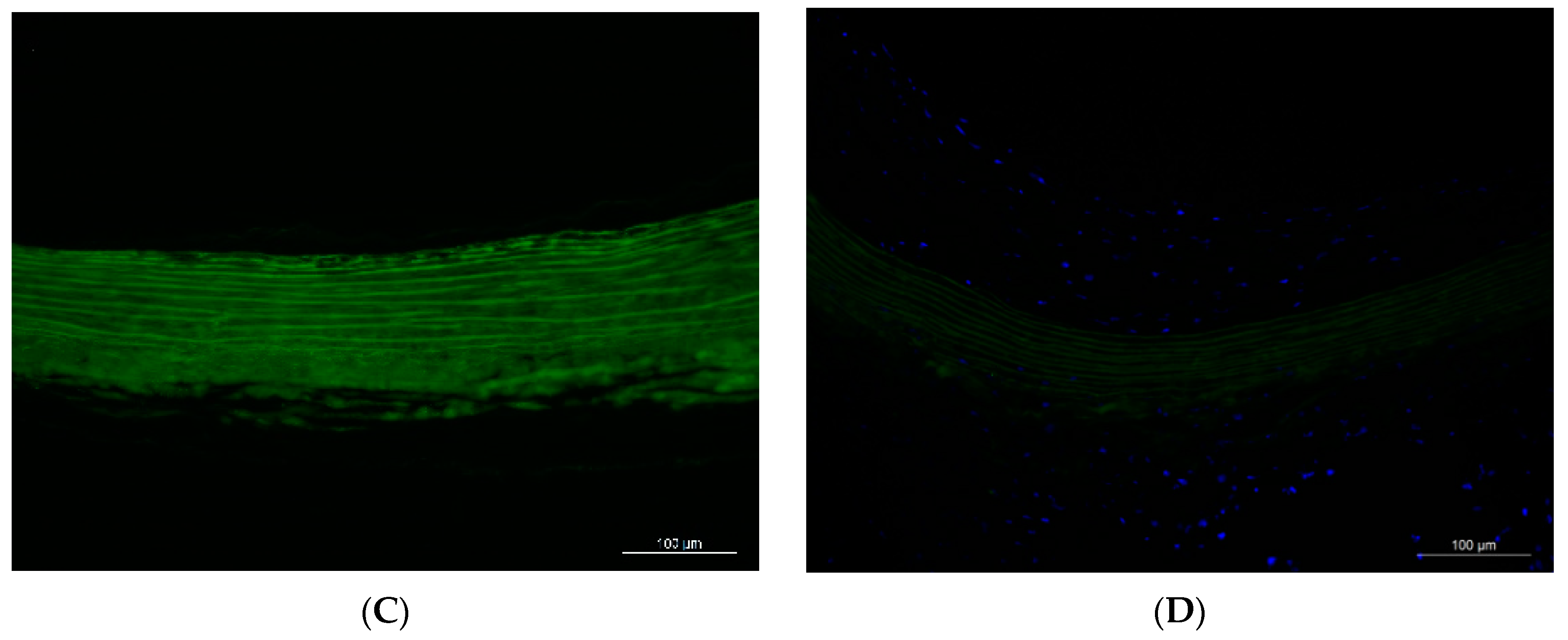 Materials 12 03351 g001b