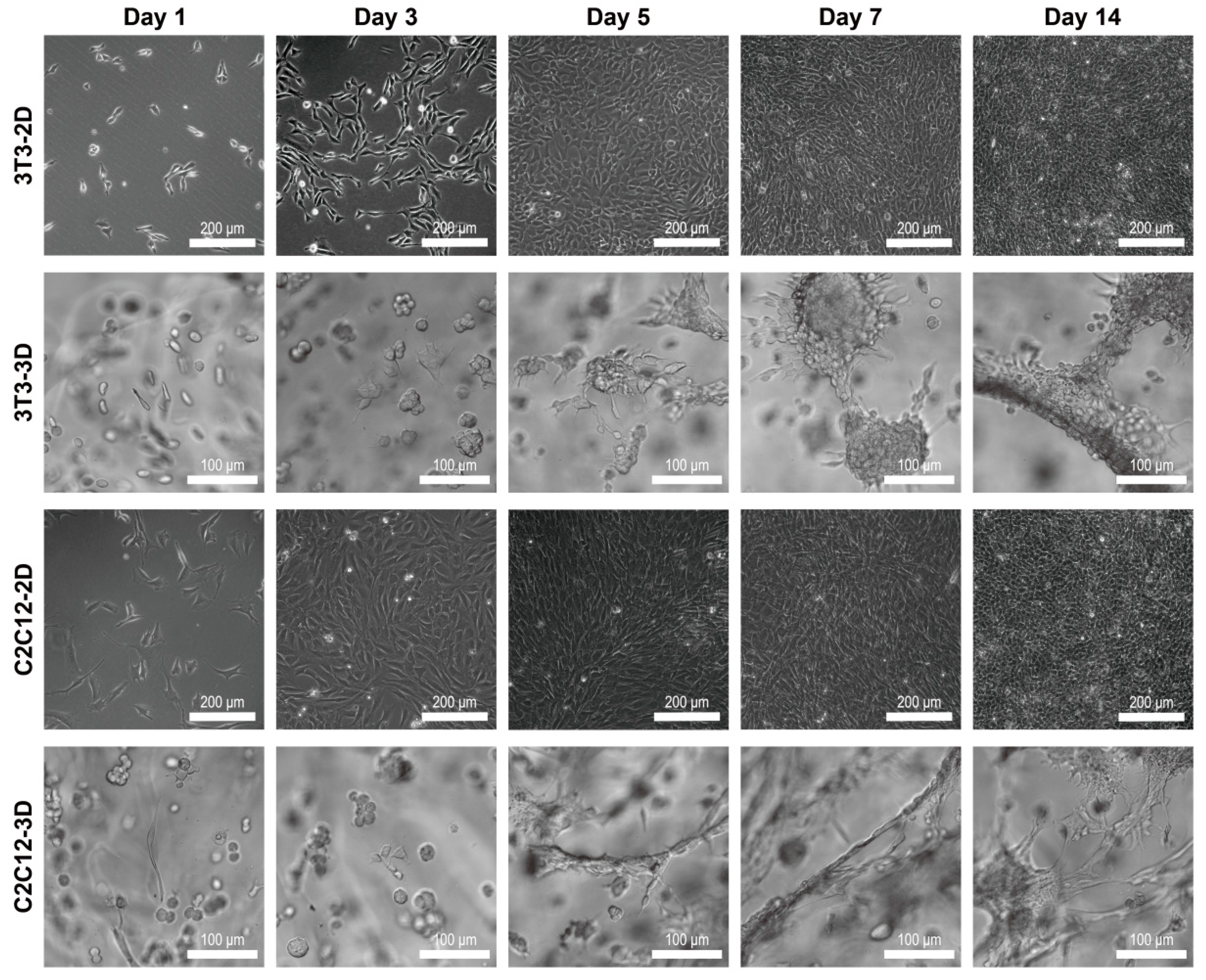 Materials 12 03391 g005