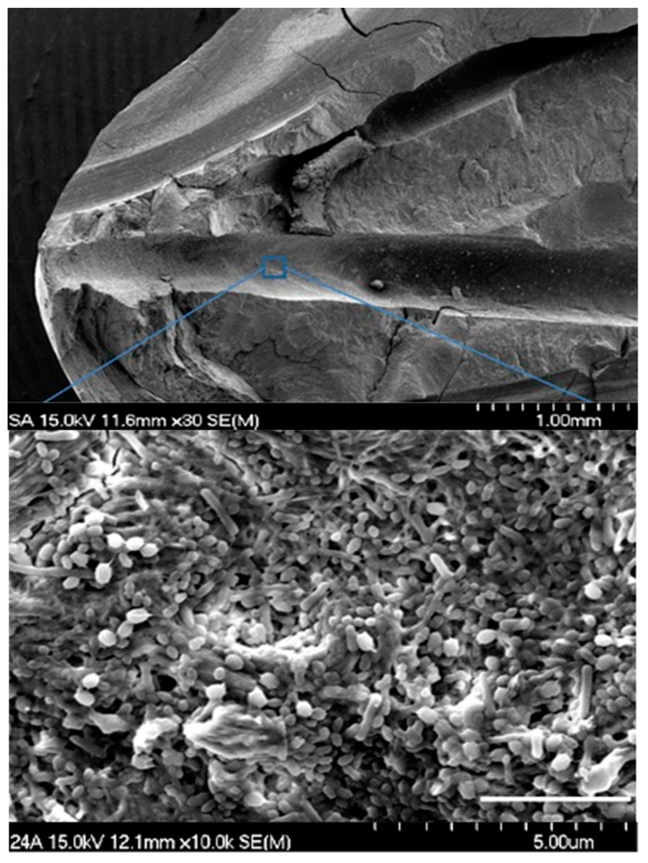 Materials 12 03492 g002