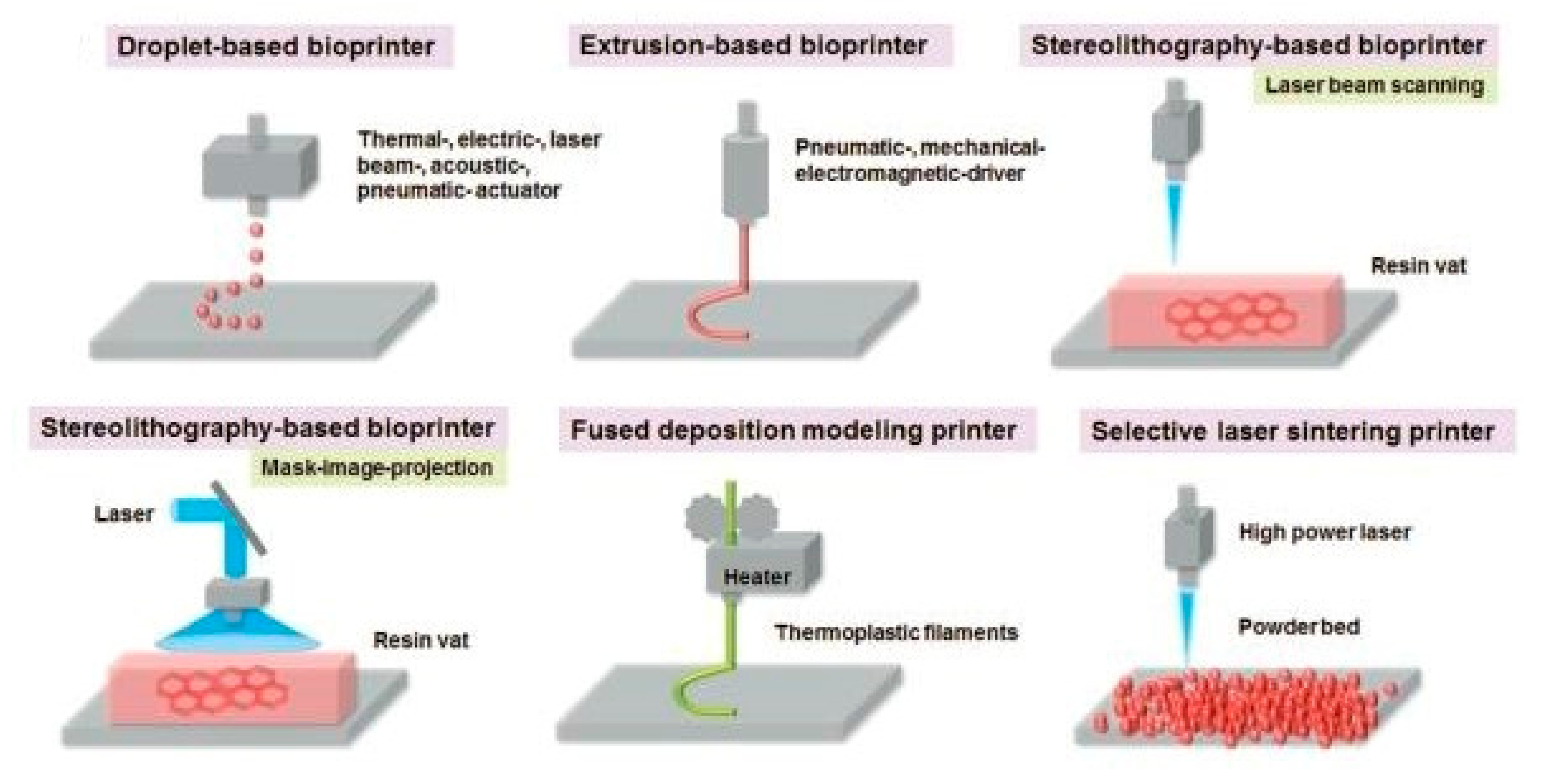 Materials Free FullText Cell Bioprinting The 3DBioplotter™ Case
