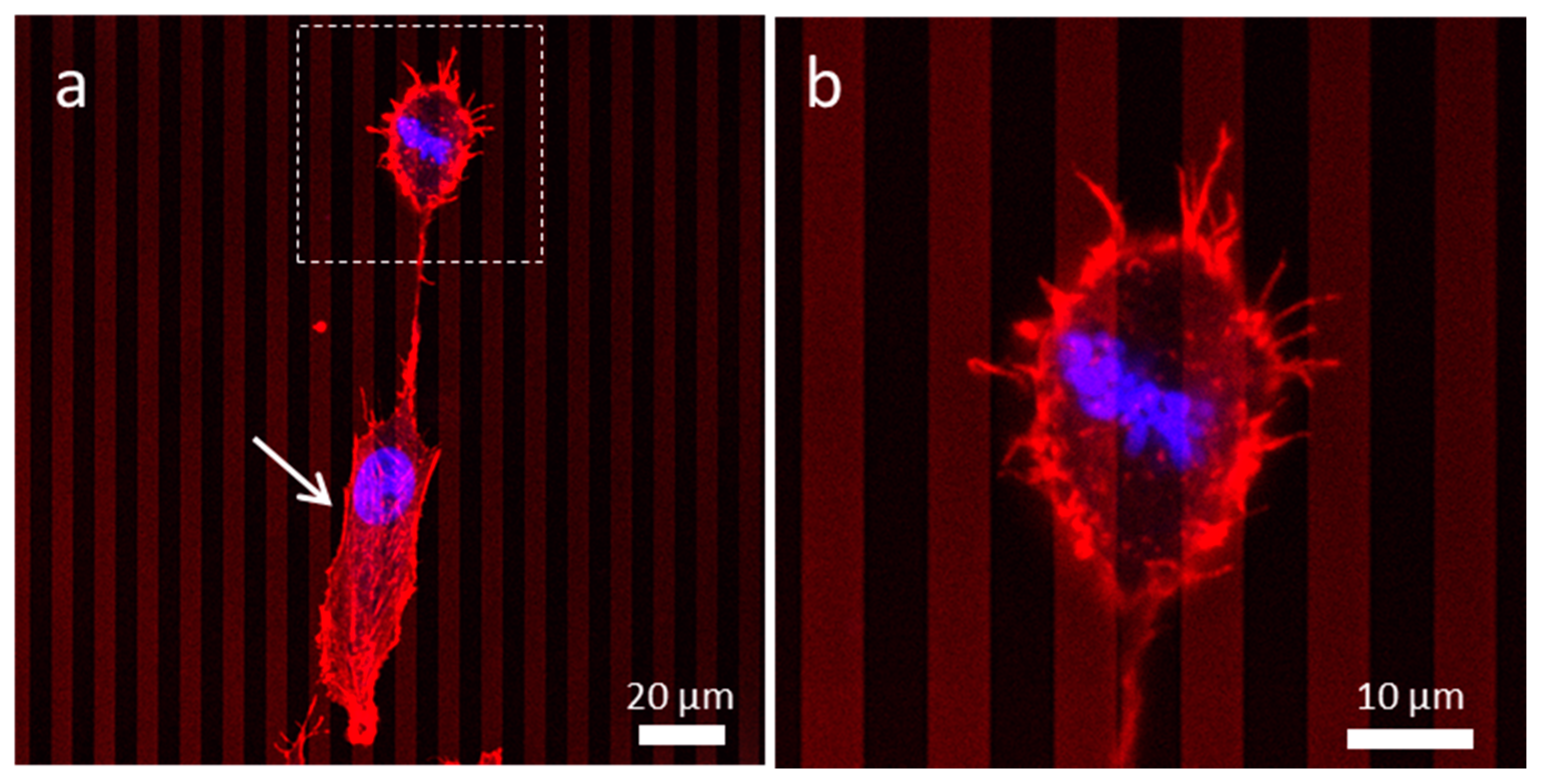 Materials 13 00335 g008 Materials 13 00335 g008