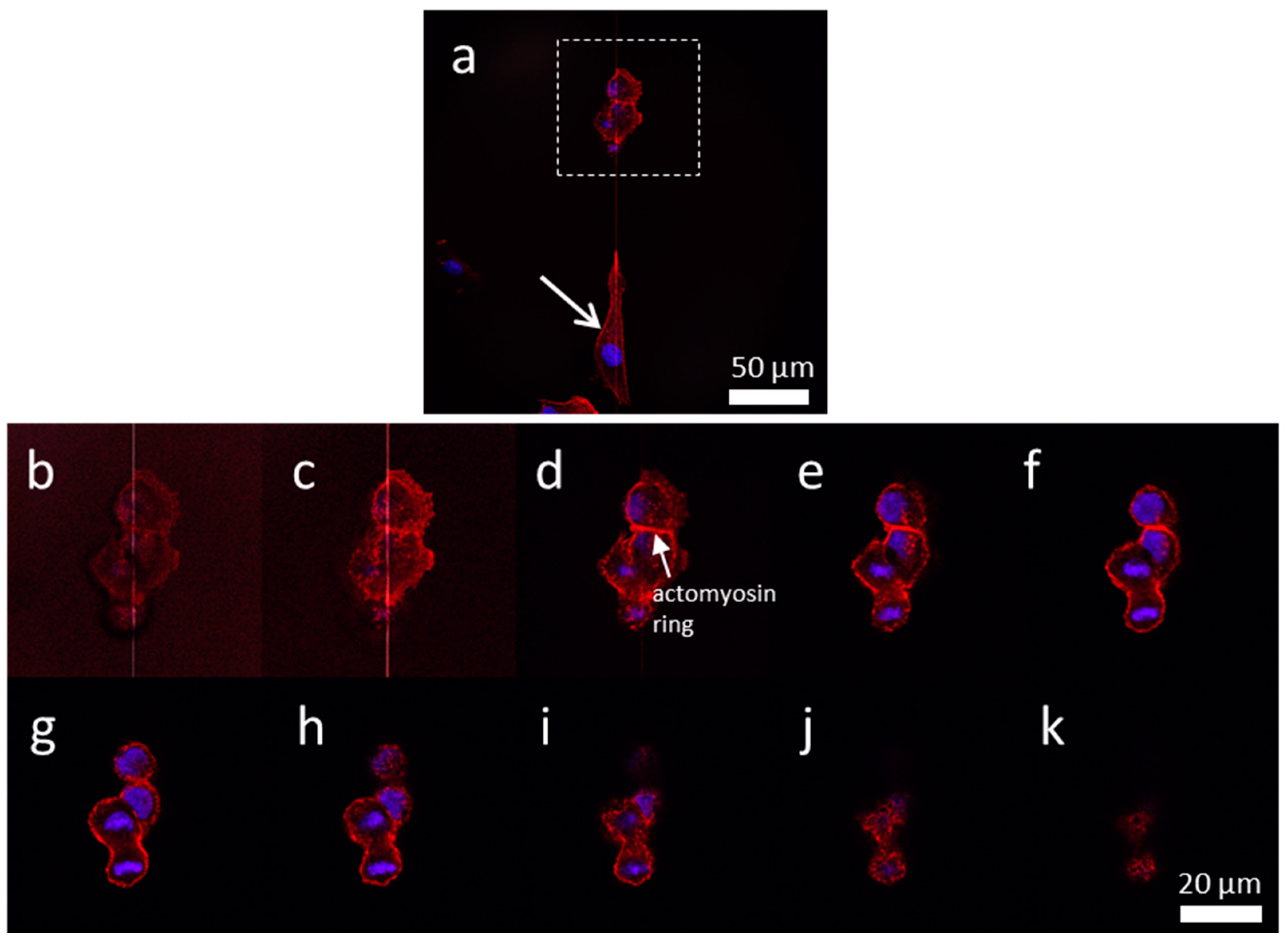 Materials 13 00335 g010 Materials 13 00335 g010