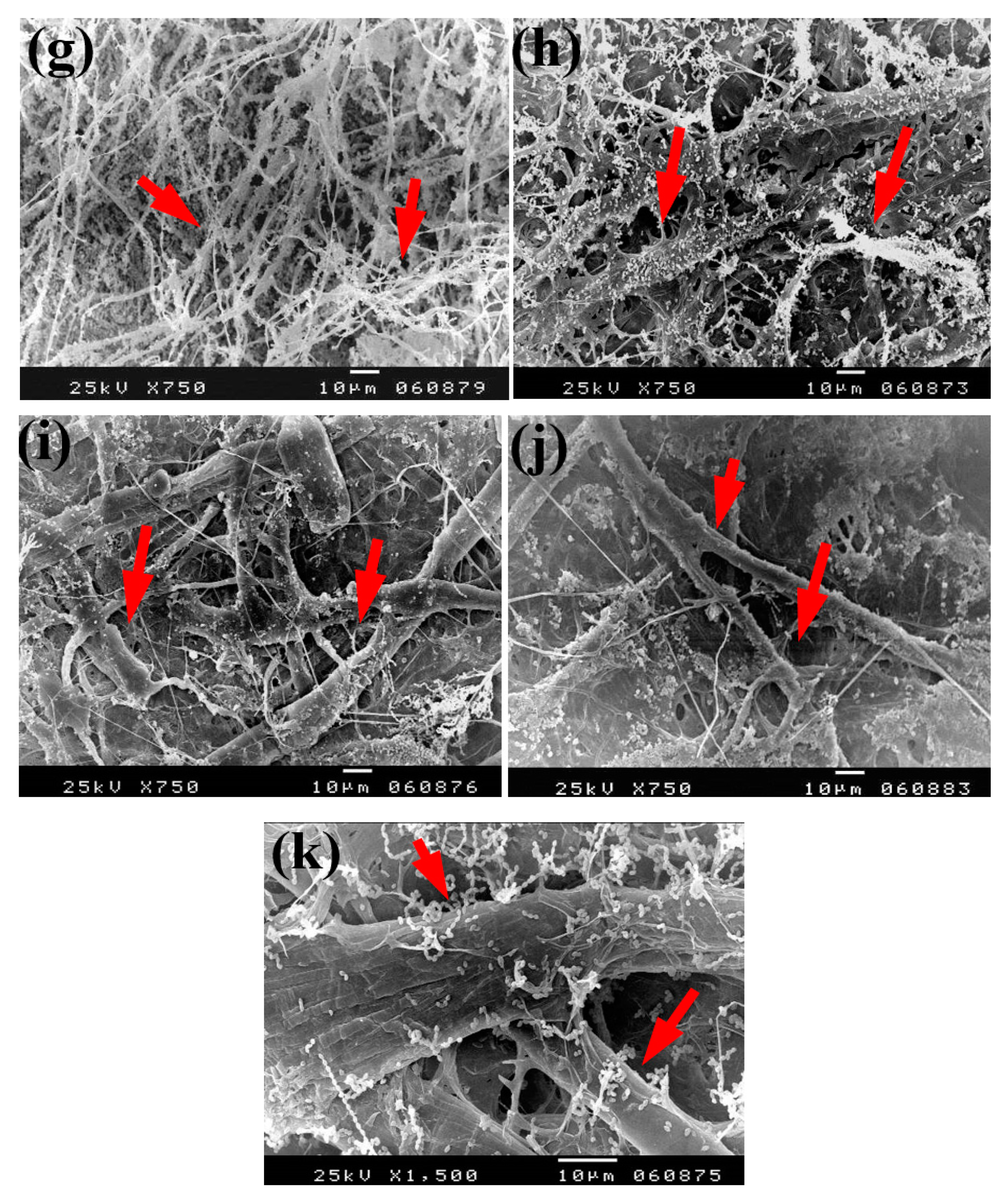 Materials 13 00363 g005b