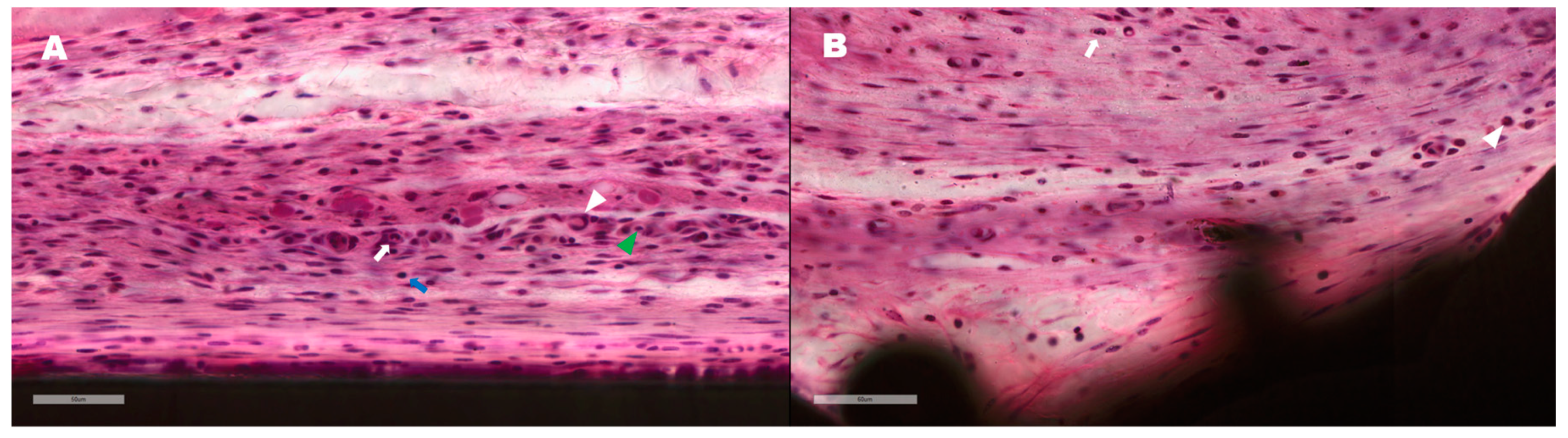 Materials 13 00472 g009a Materials 13 00472 g009a