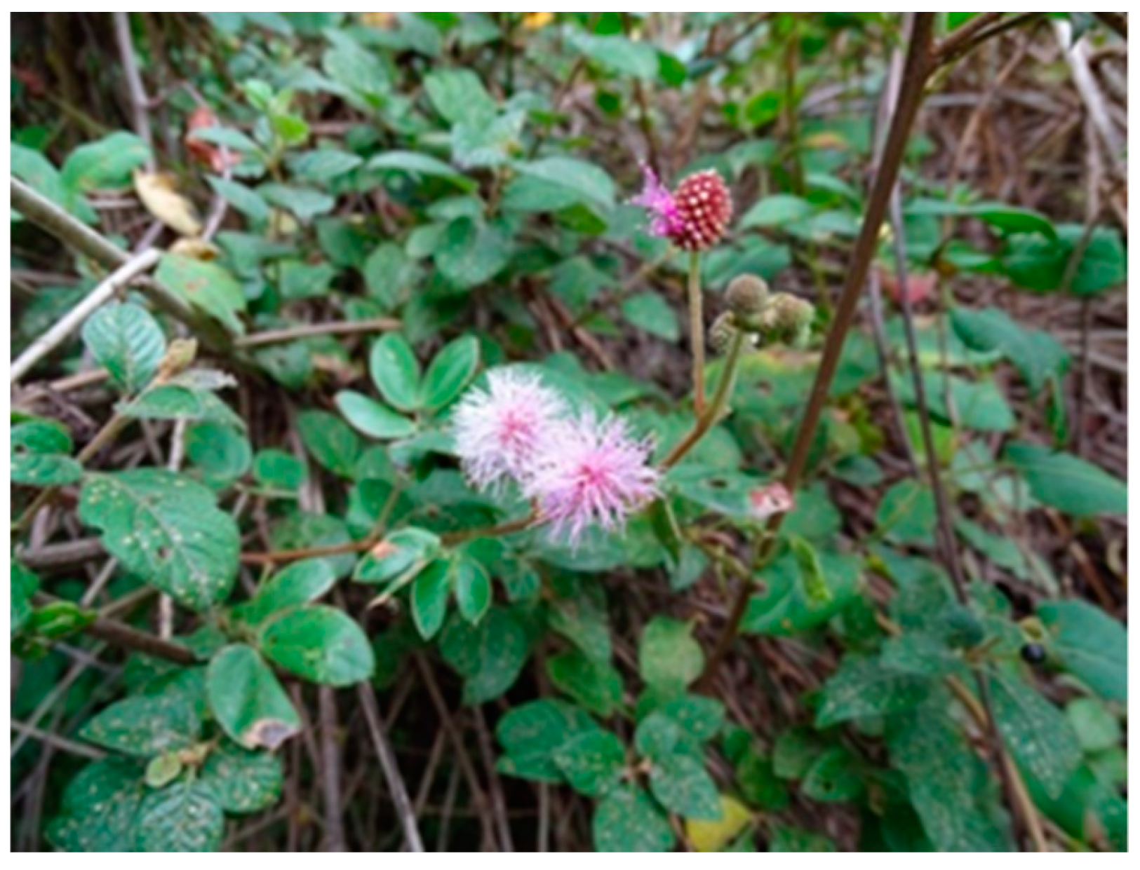 Materials 13 00503 g001 Materials 13 00503 g001