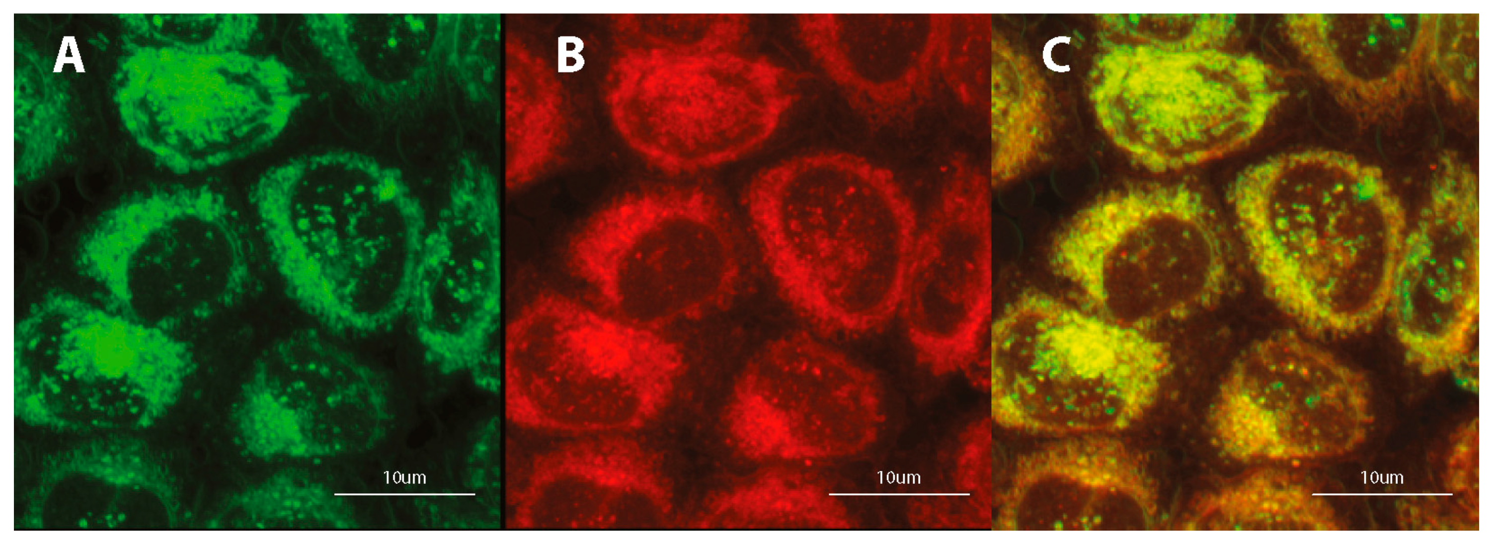 Materials 13 00951 g007