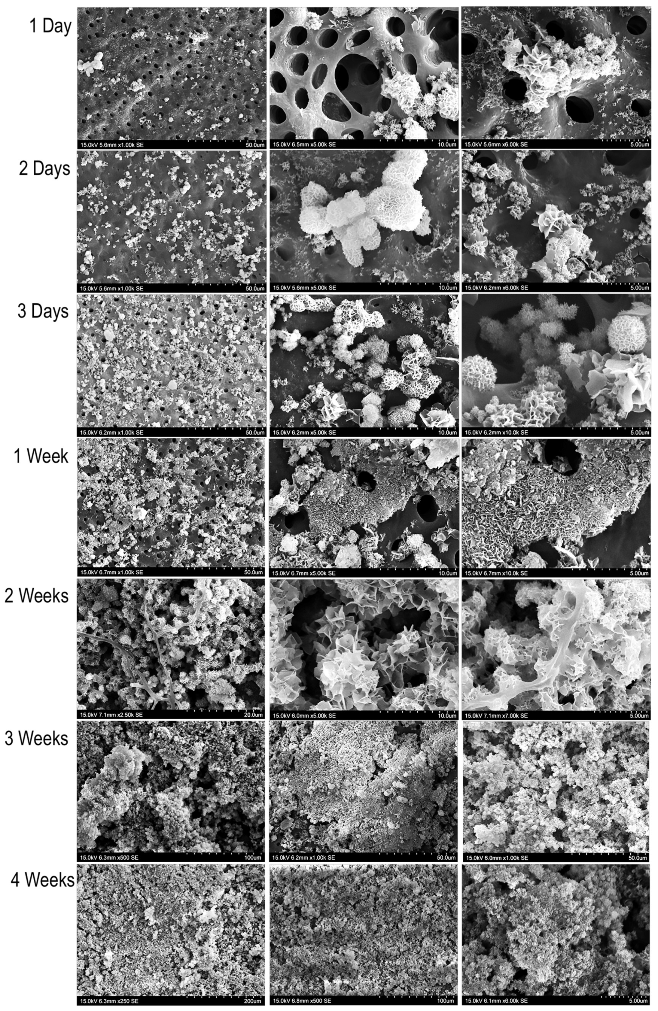 Materials 13 01053 g002 Materials 13 01053 g002