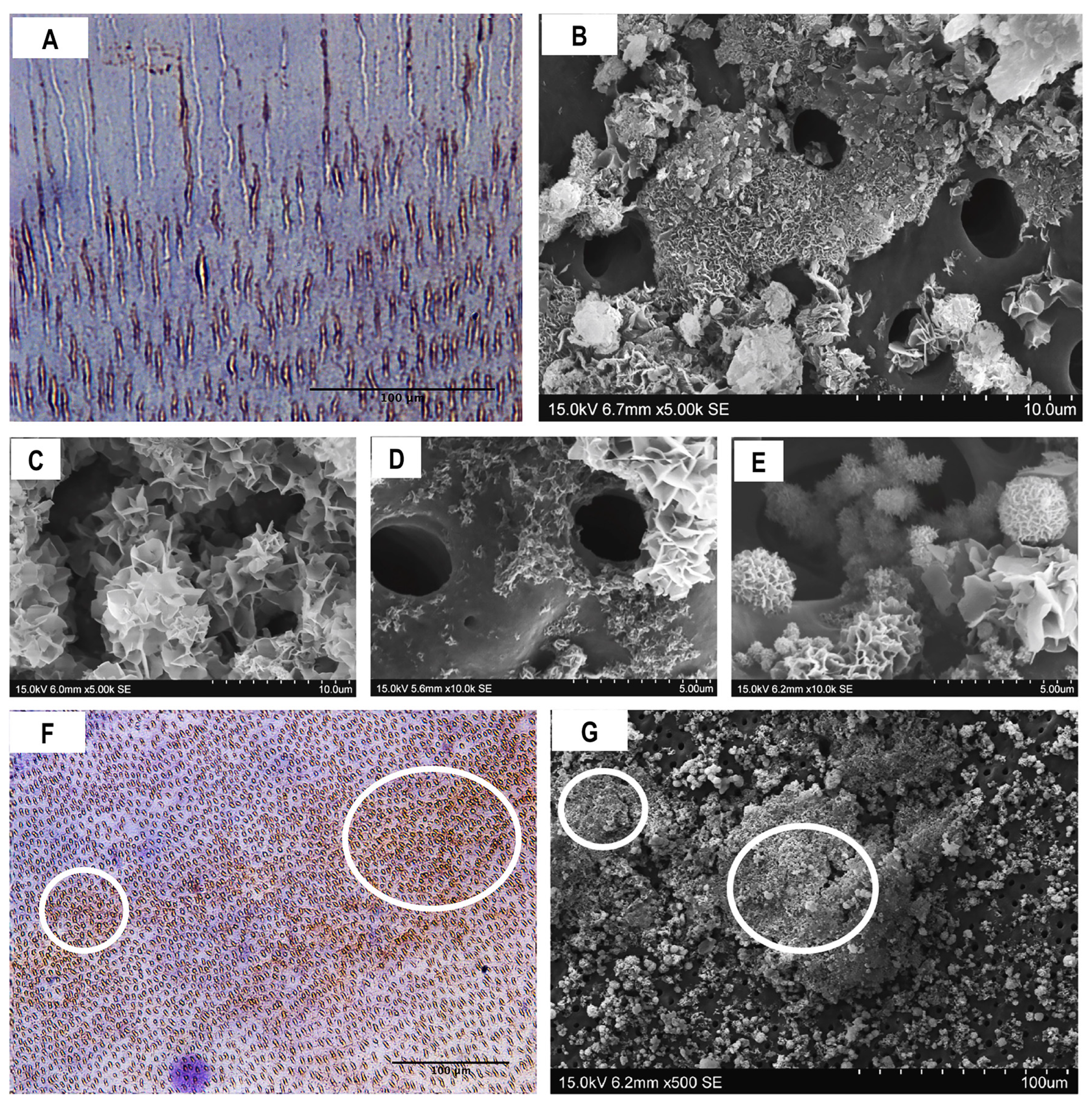 Materials 13 01053 g006 Materials 13 01053 g006