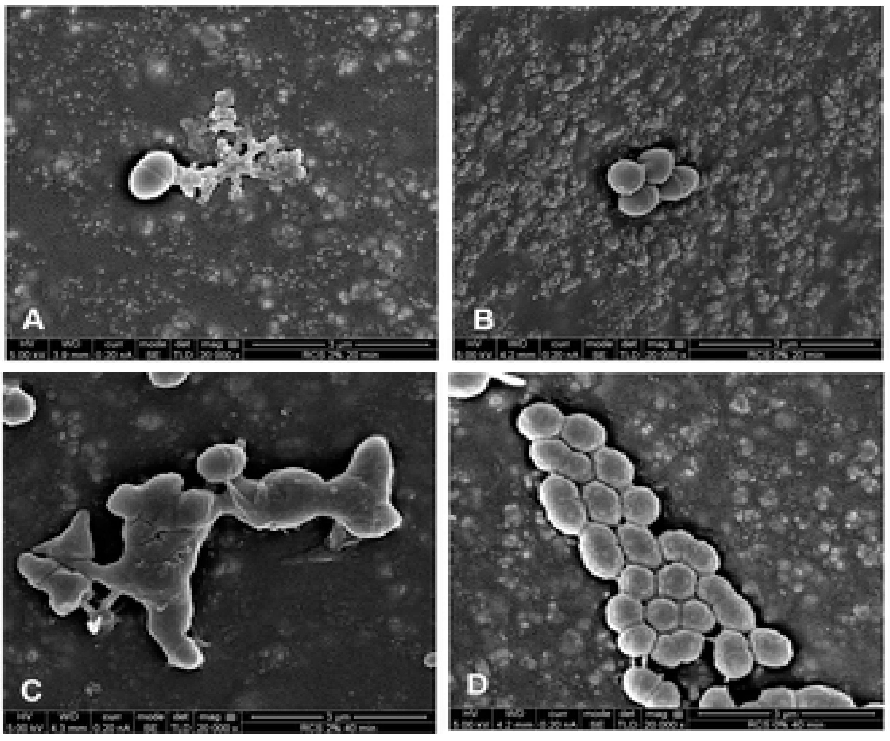 Materials 13 01096 g002 Materials 13 01096 g002