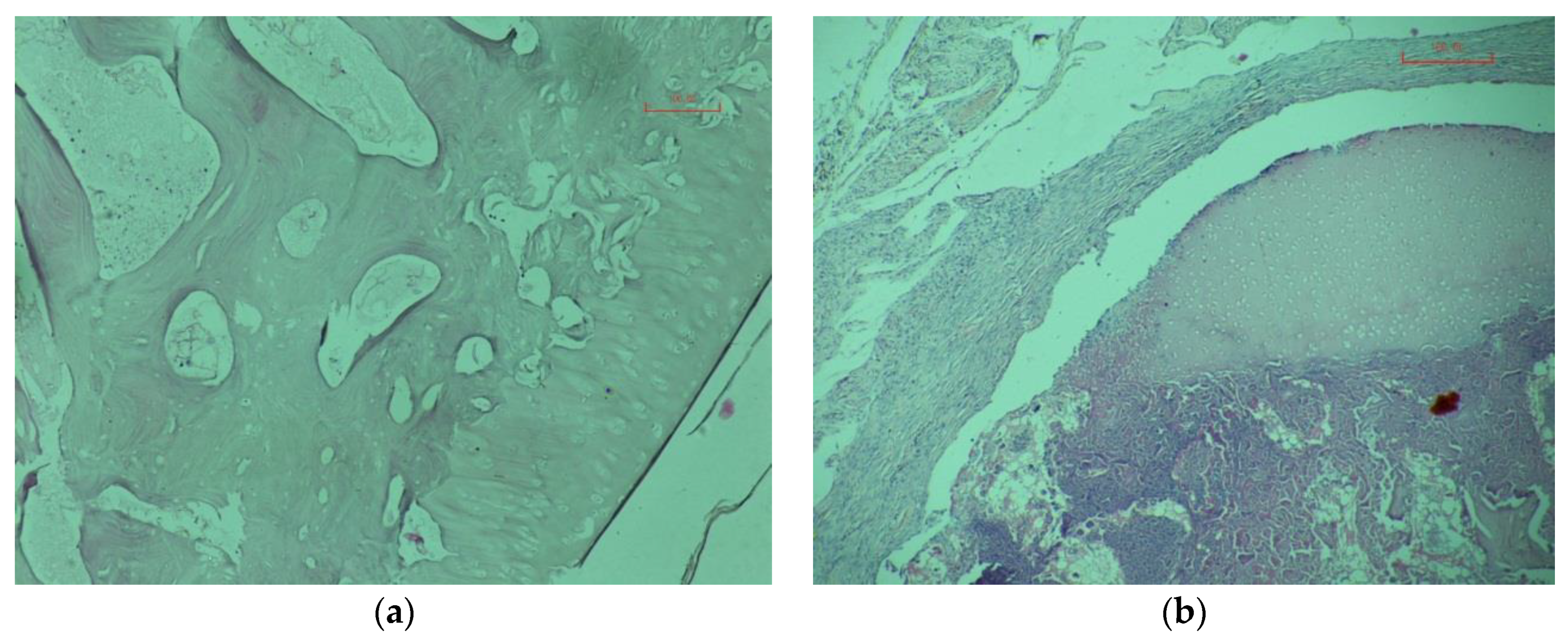 Materials 13 01185 g007 Materials 13 01185 g007