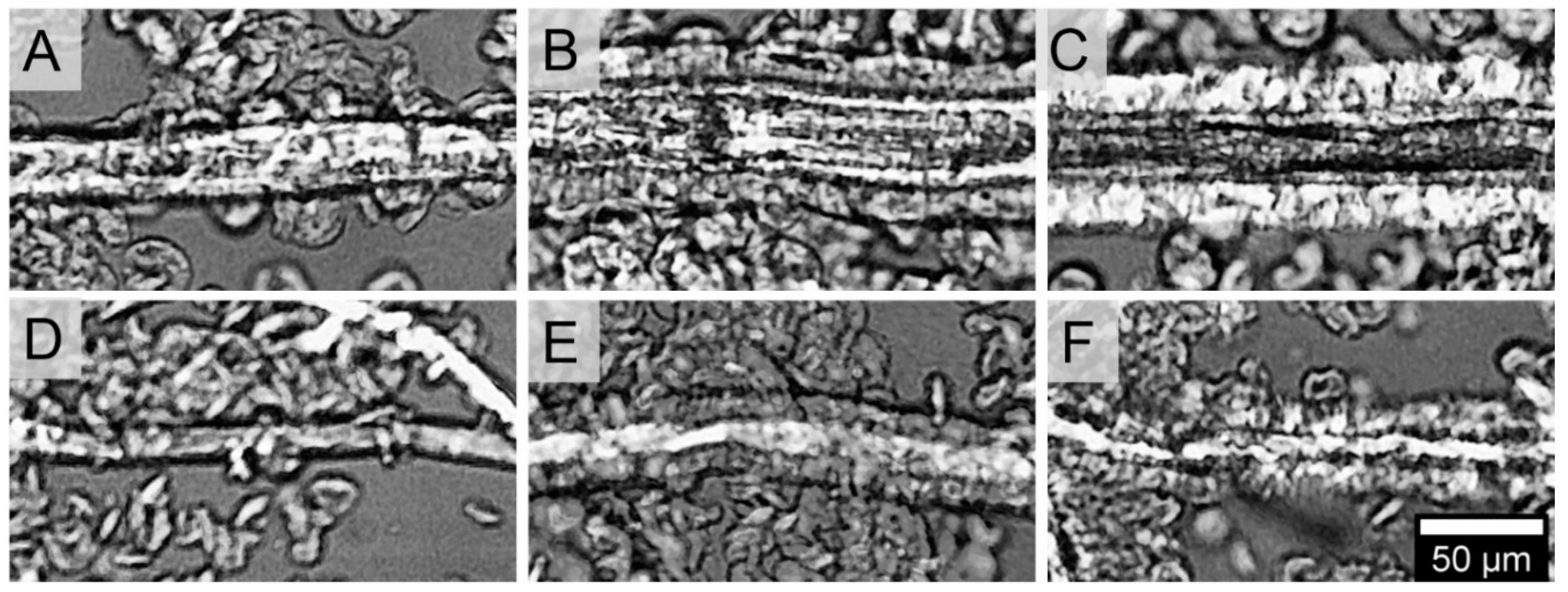 Materials 13 01259 g001 Materials 13 01259 g001
