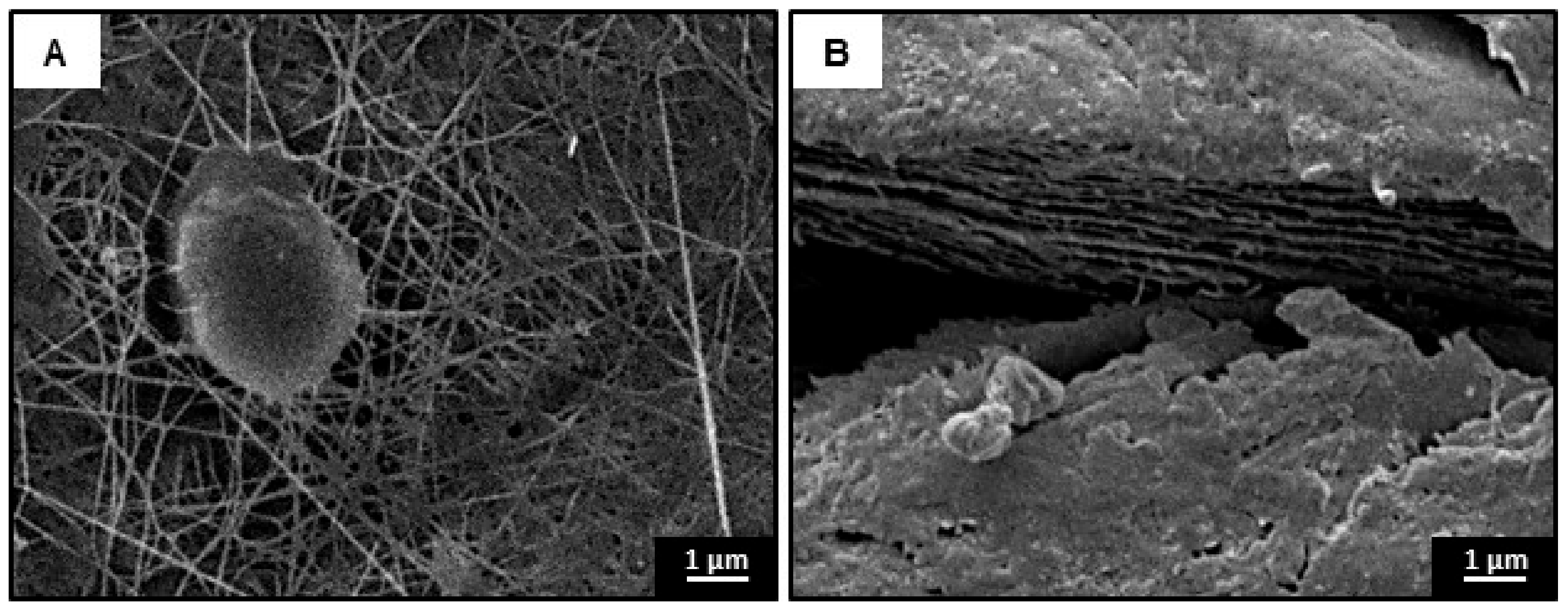 Materials 13 01263 g006 Materials 13 01263 g006