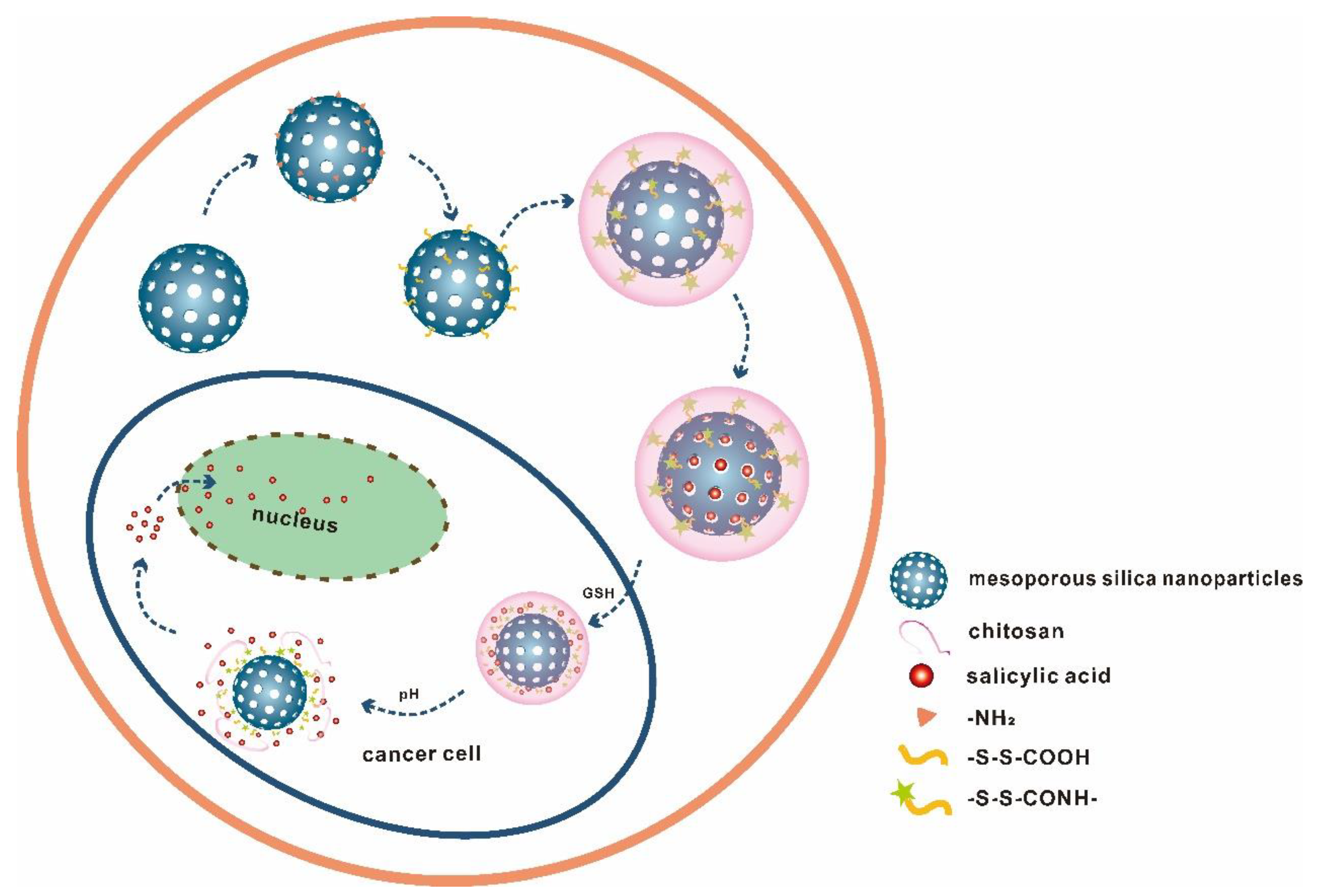 Materials Free Full Text Ph And Redox Dual Responsive Msn S S Cs As A Drug Delivery System In Cancer Therapy Materials Free Full Text Ph And Redox Dual Responsive Msn S S Cs As A Drug Delivery System In Cancer Therapy