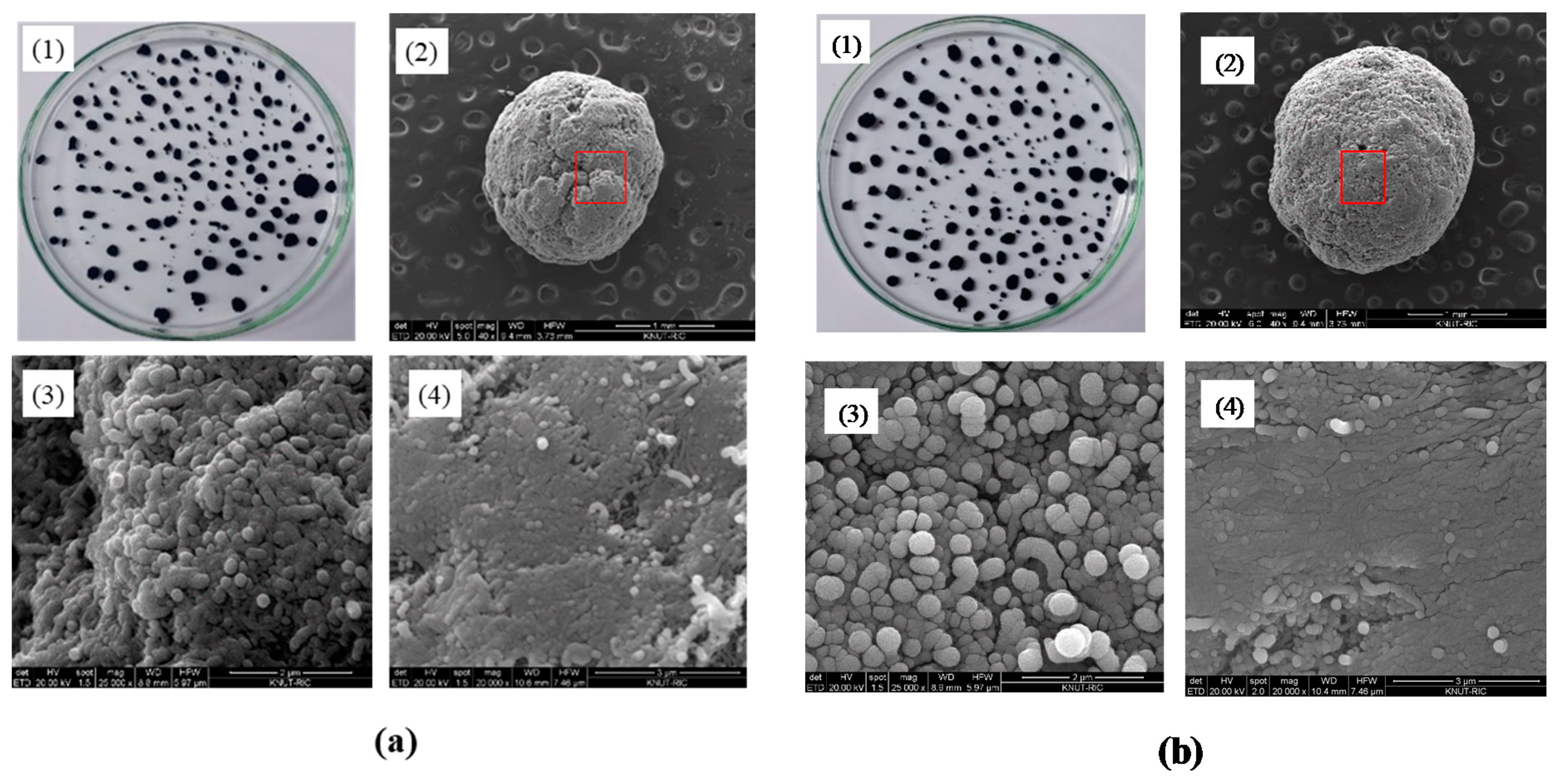 Materials 13 01289 g003 Materials 13 01289 g003