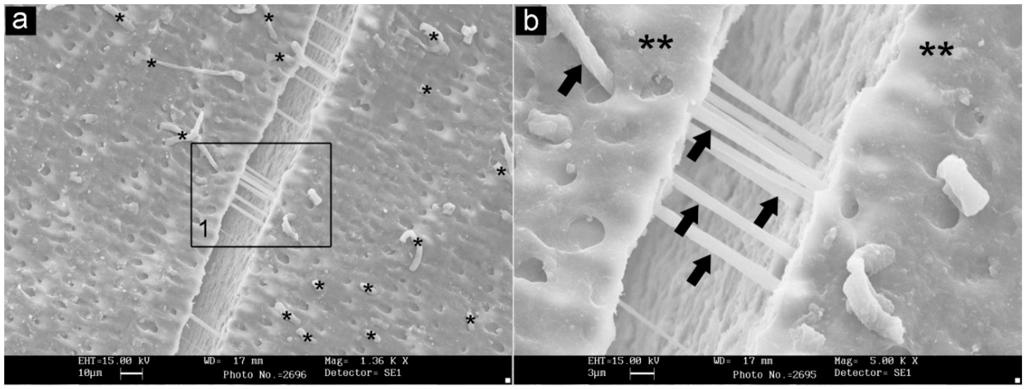 Materials 13 01321 g003 Materials 13 01321 g003