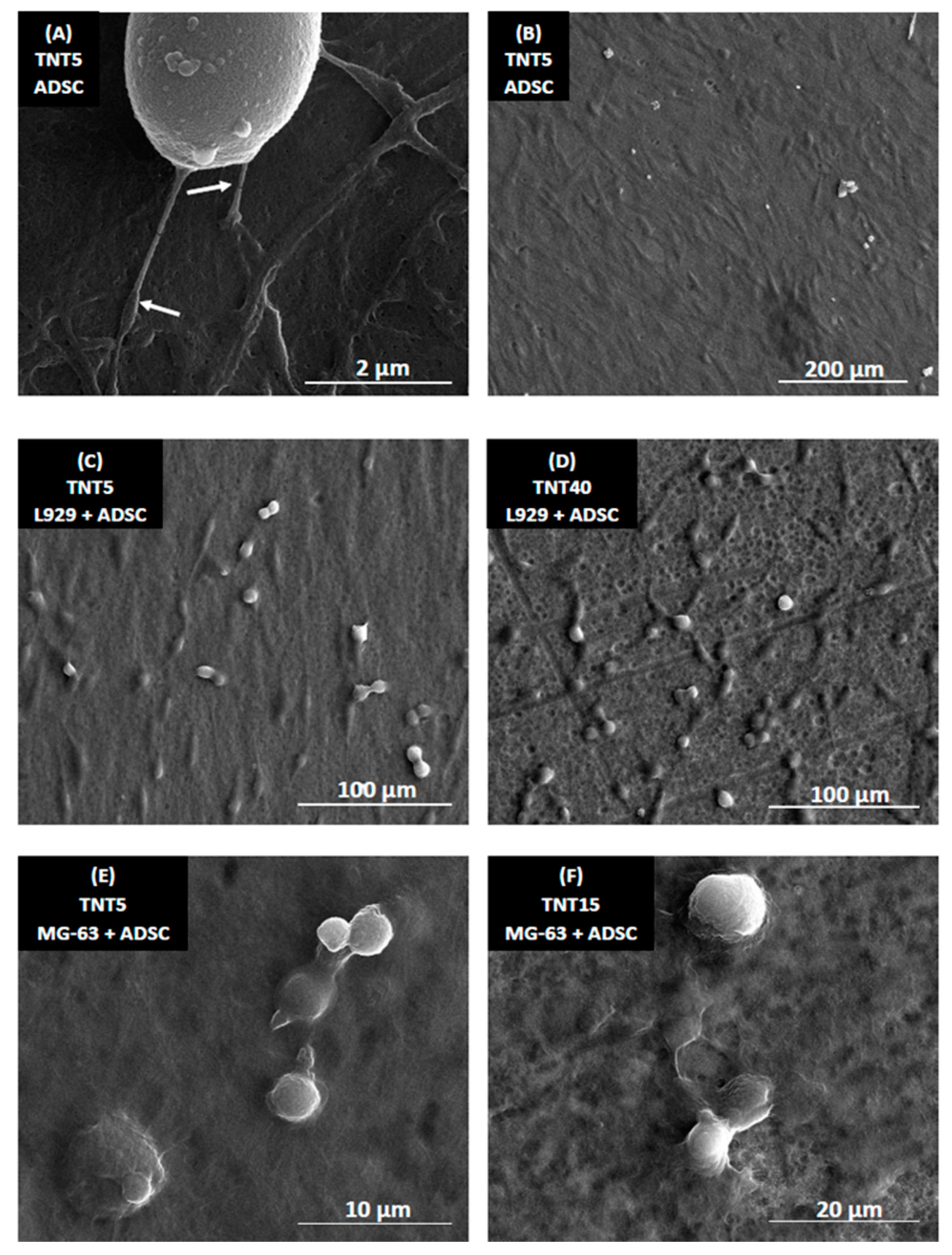 Materials 13 01574 g007 Materials 13 01574 g007