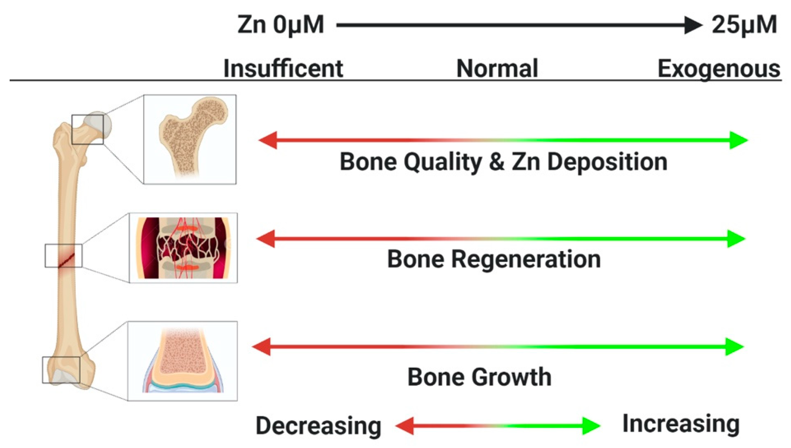 Materials Free Full Text Zinc As A Therapeutic Agent In Bone Regeneration Html