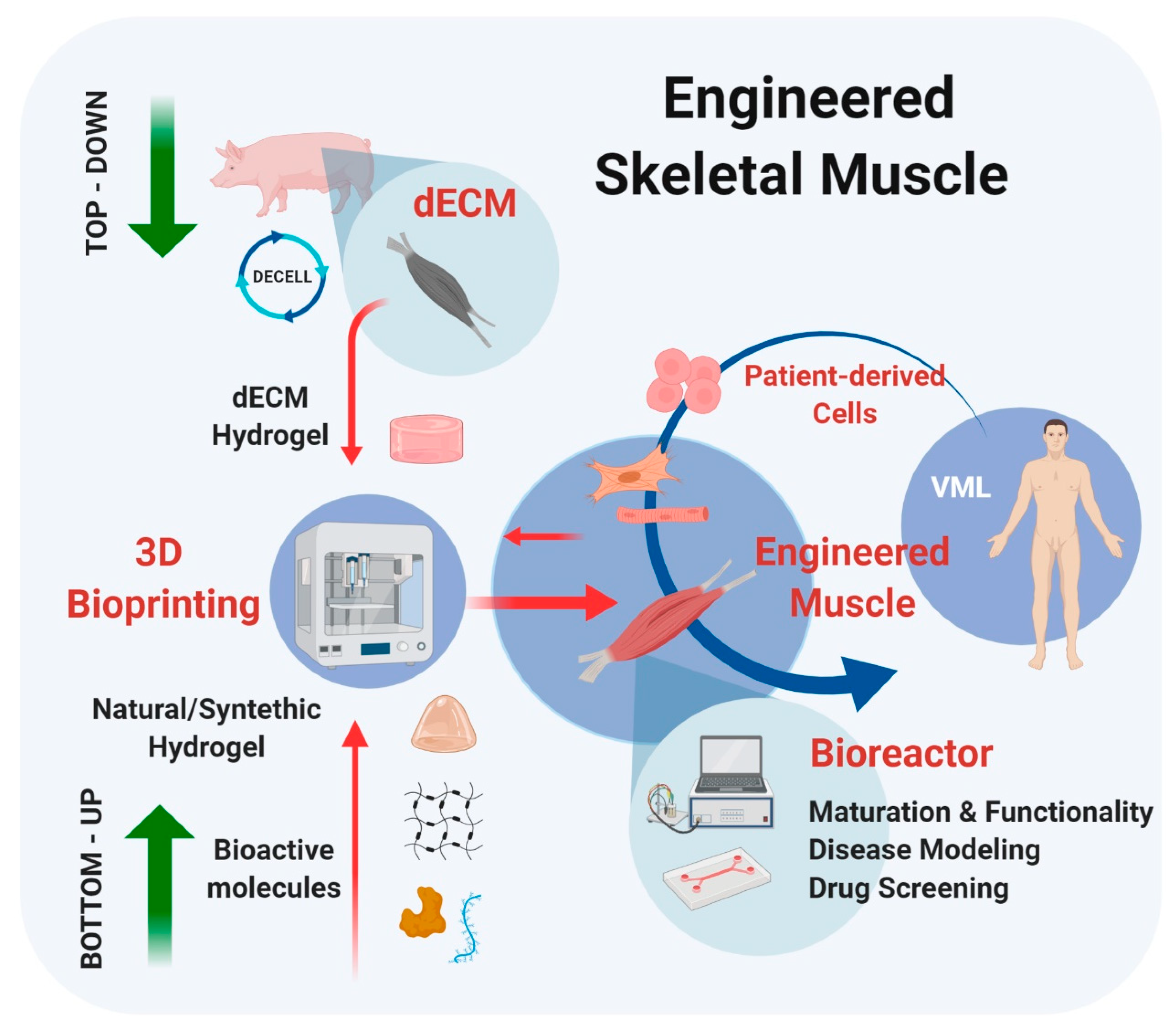 Materials Free Full Text Extracellular Matrix Derived Hydrogels As Biomaterial For Different Skeletal Muscle Tissue Replacements Html