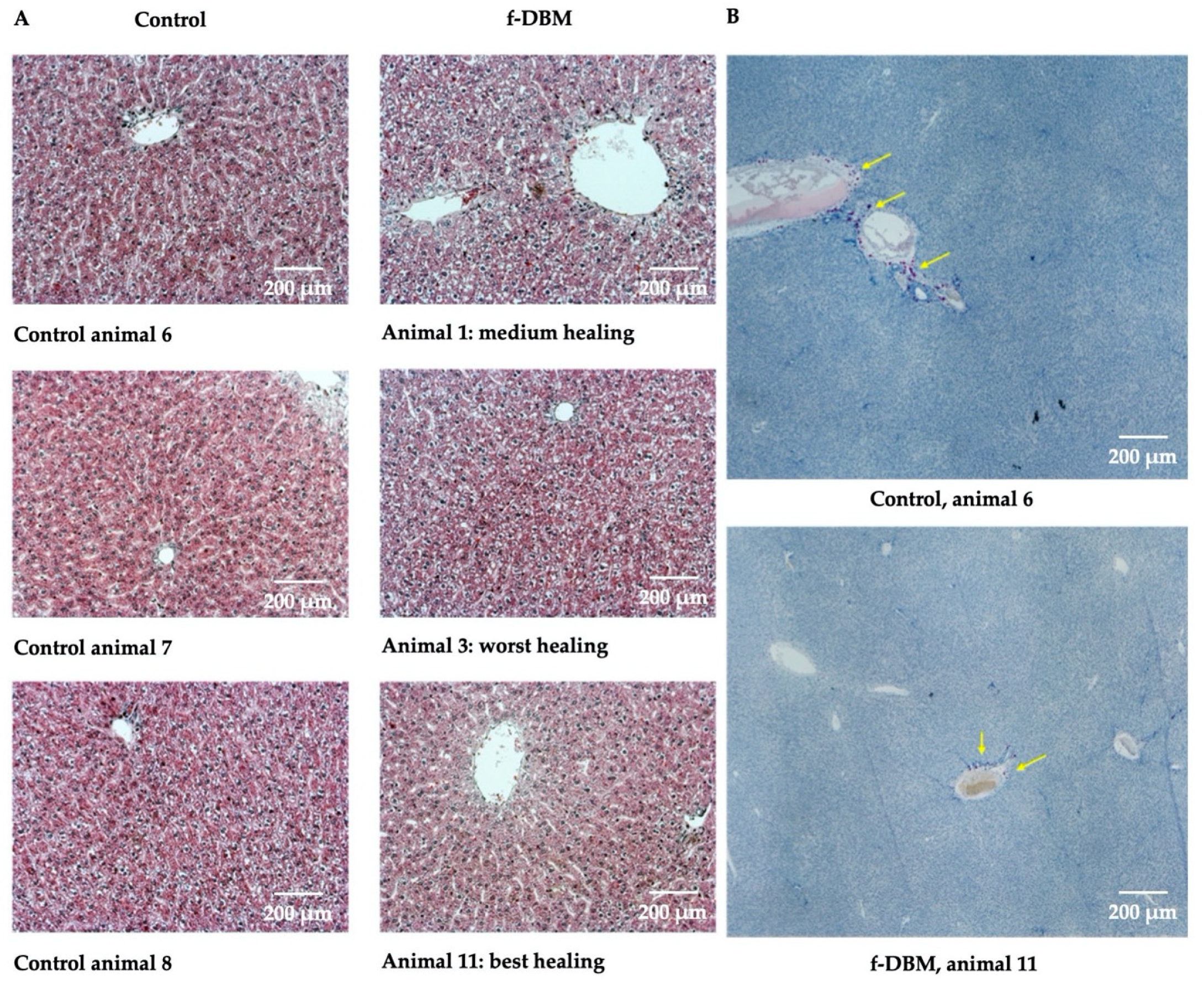 Materials 13 03120 g004a Materials 13 03120 g004a