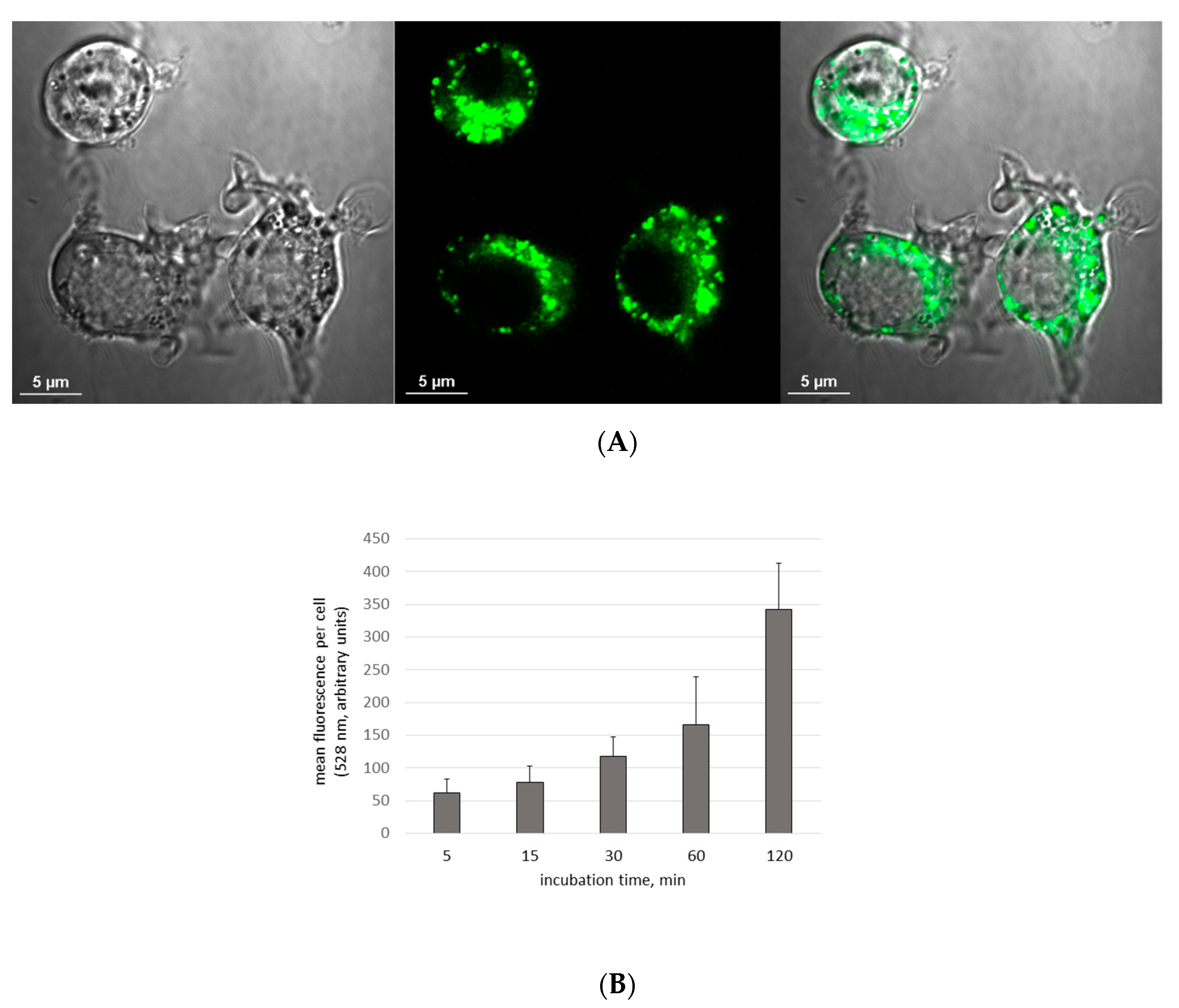 Materials 13 03227 g001 Materials 13 03227 g001