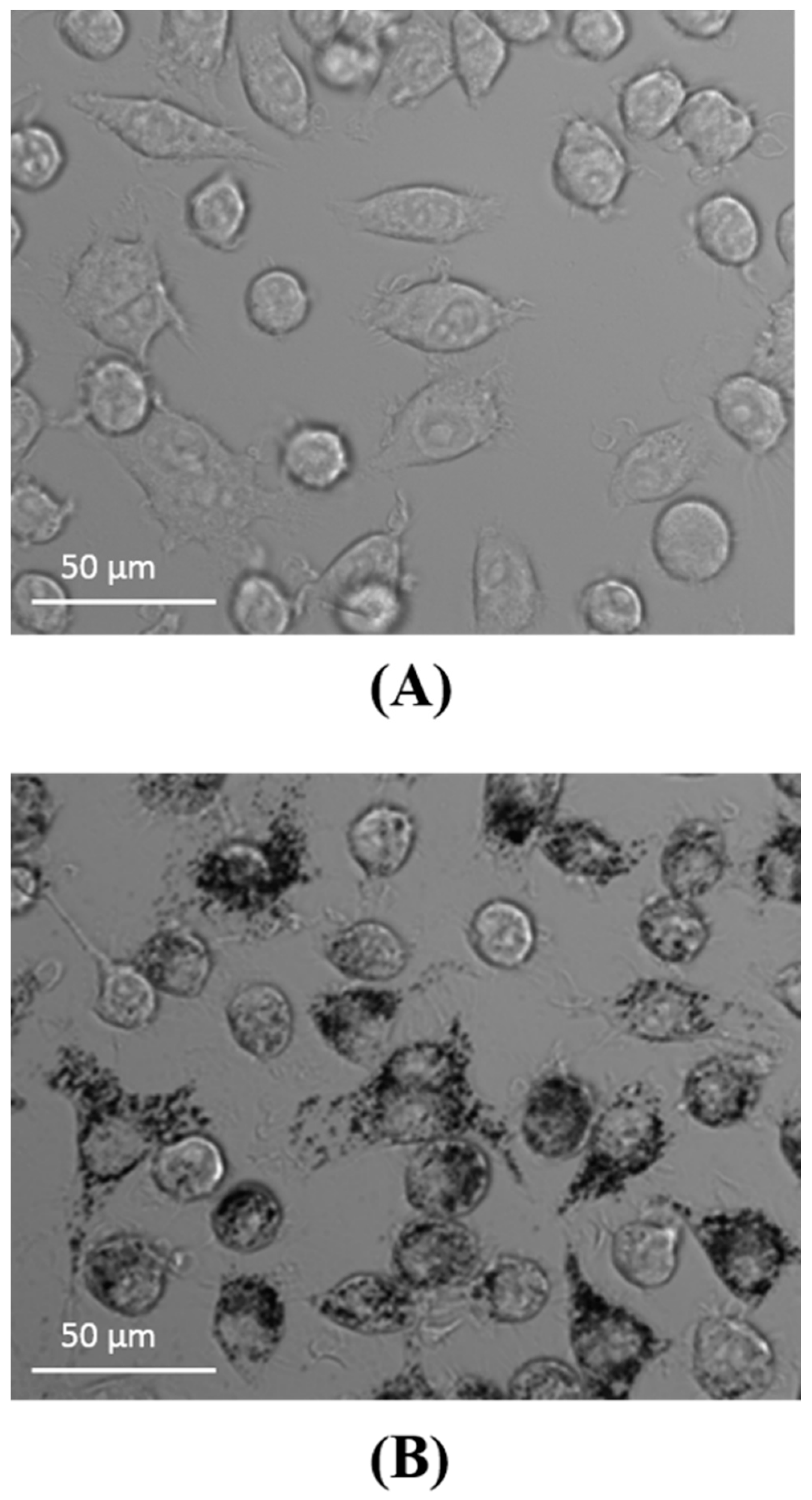 Materials 13 03227 g003 Materials 13 03227 g003