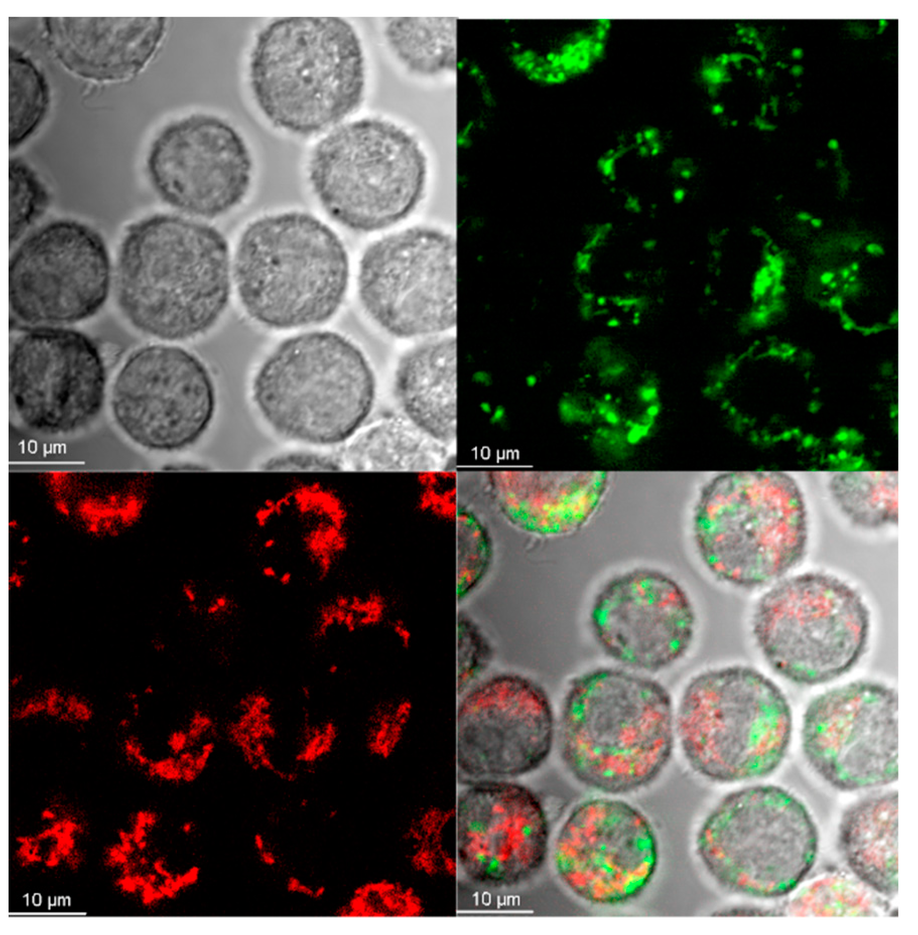 Materials 13 03227 g004 Materials 13 03227 g004