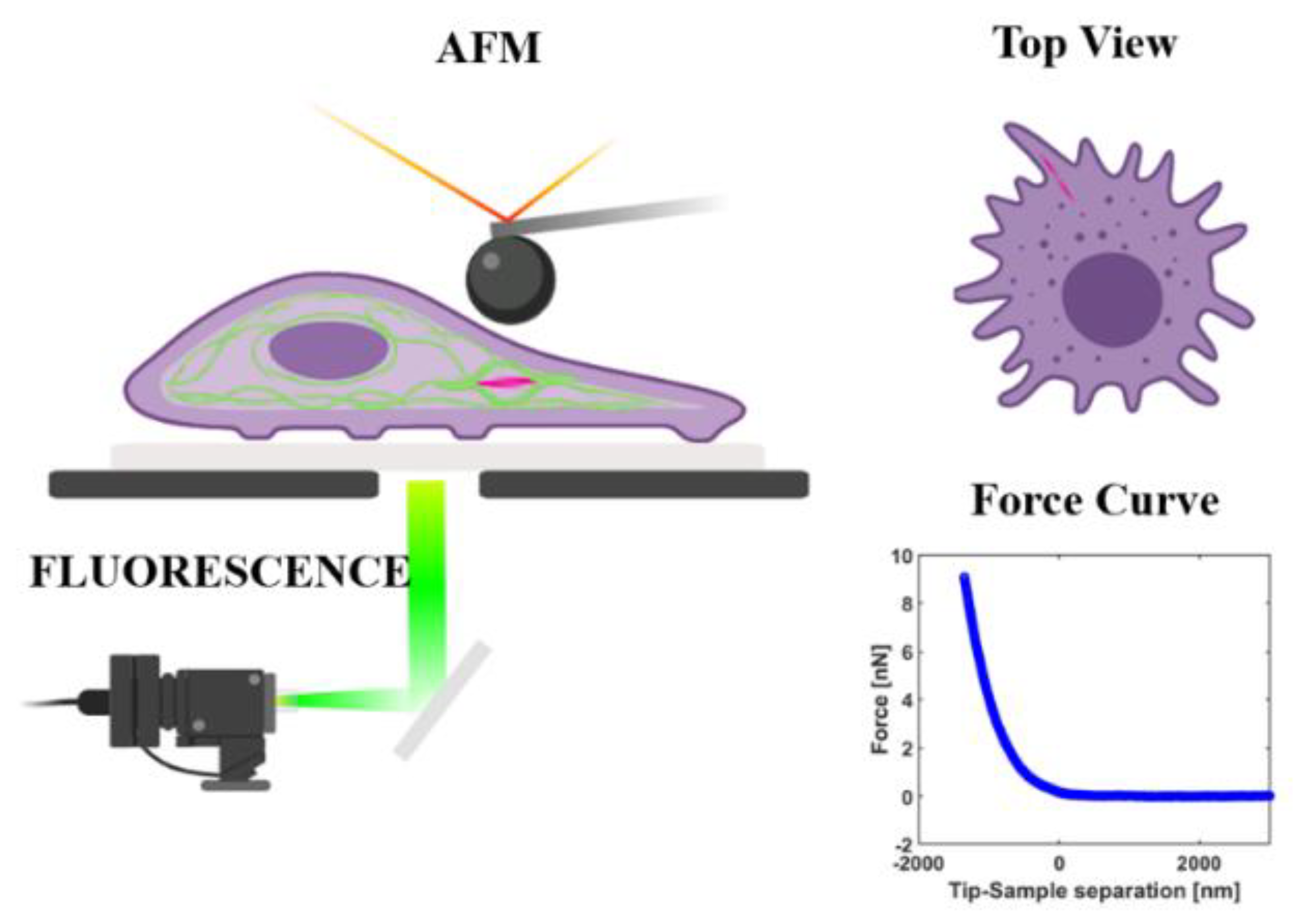 Materials Free Full Text Spatially Resolved Correlation Between Stiffness Increase And Actin Aggregation Around Nanofibers Internalized In Living Macrophages Html Materials Free Full Text Spatially Resolved Correlation Between Stiffness Increase And Actin Aggregation Around Nanofibers Internalized In Living Macrophages Html