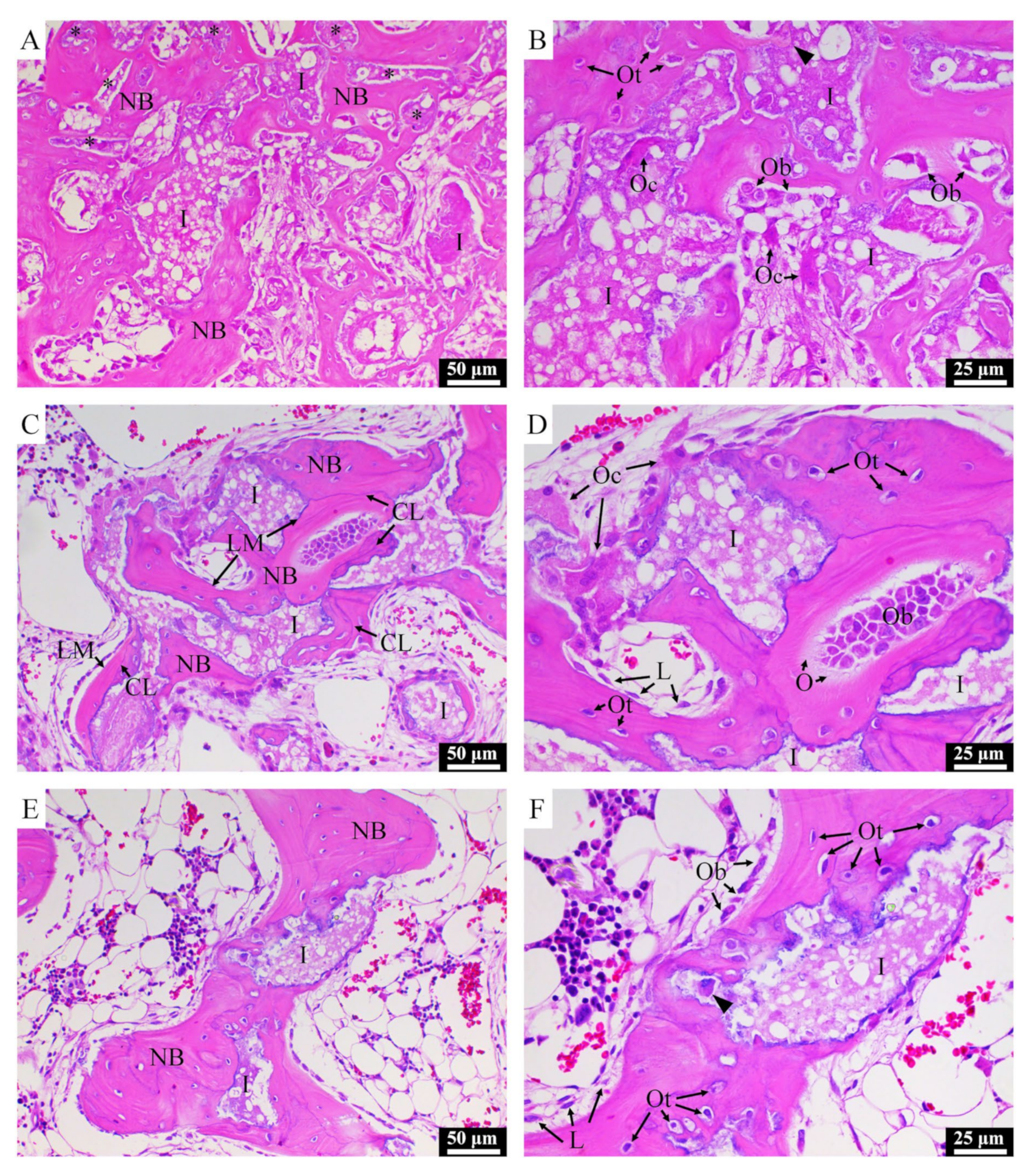Materials 13 03458 g008 Materials 13 03458 g008