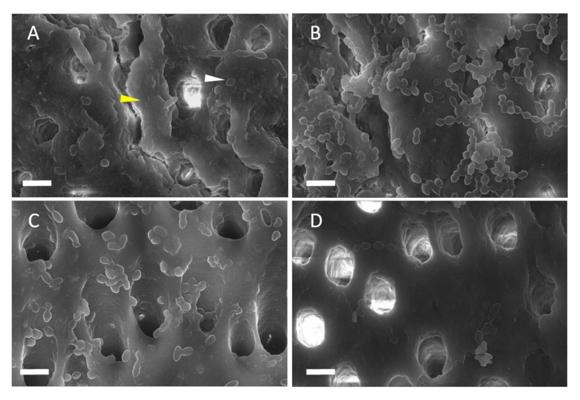 Materials 13 03740 g003 Materials 13 03740 g003