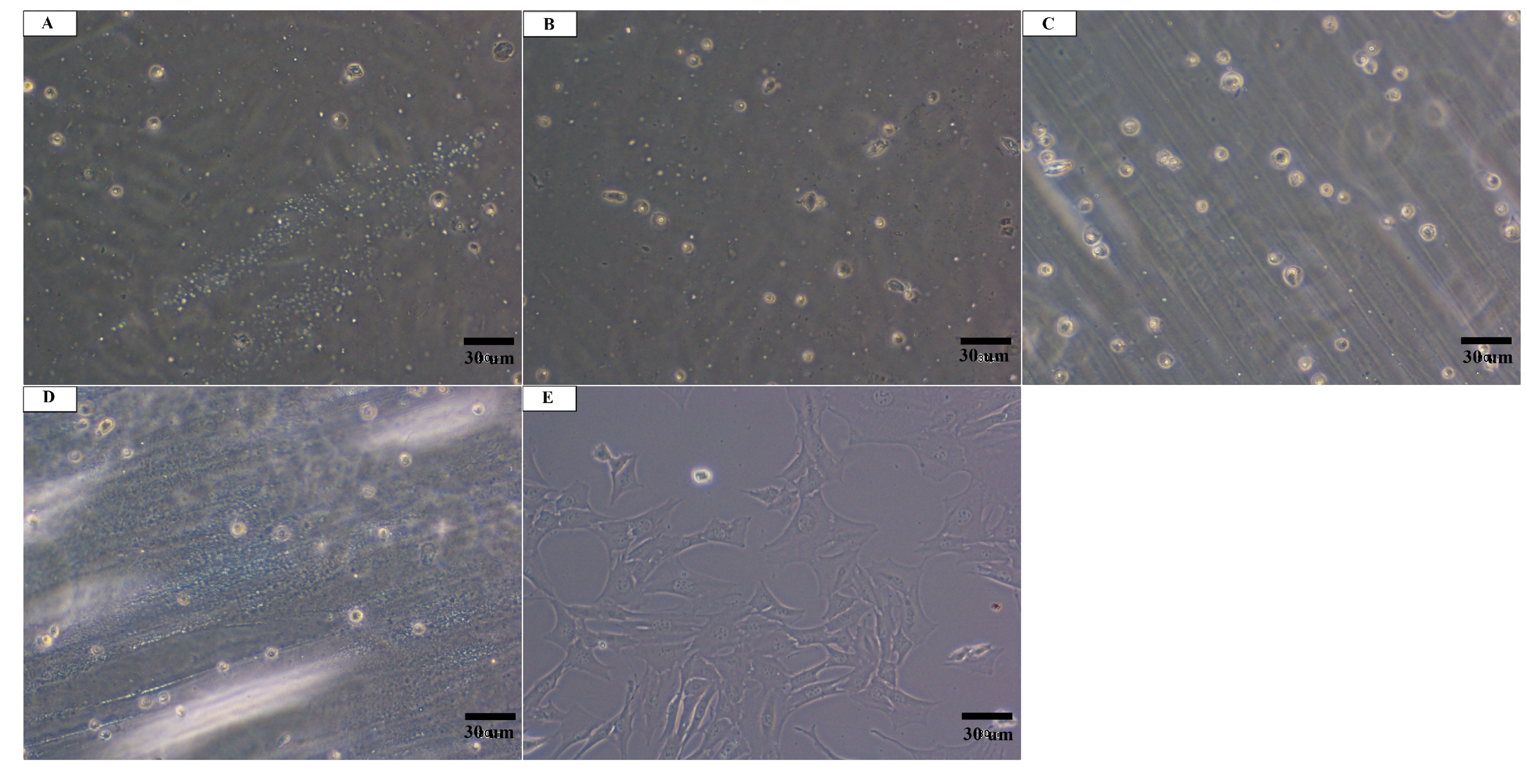 Materials 13 03786 g004 Materials 13 03786 g004