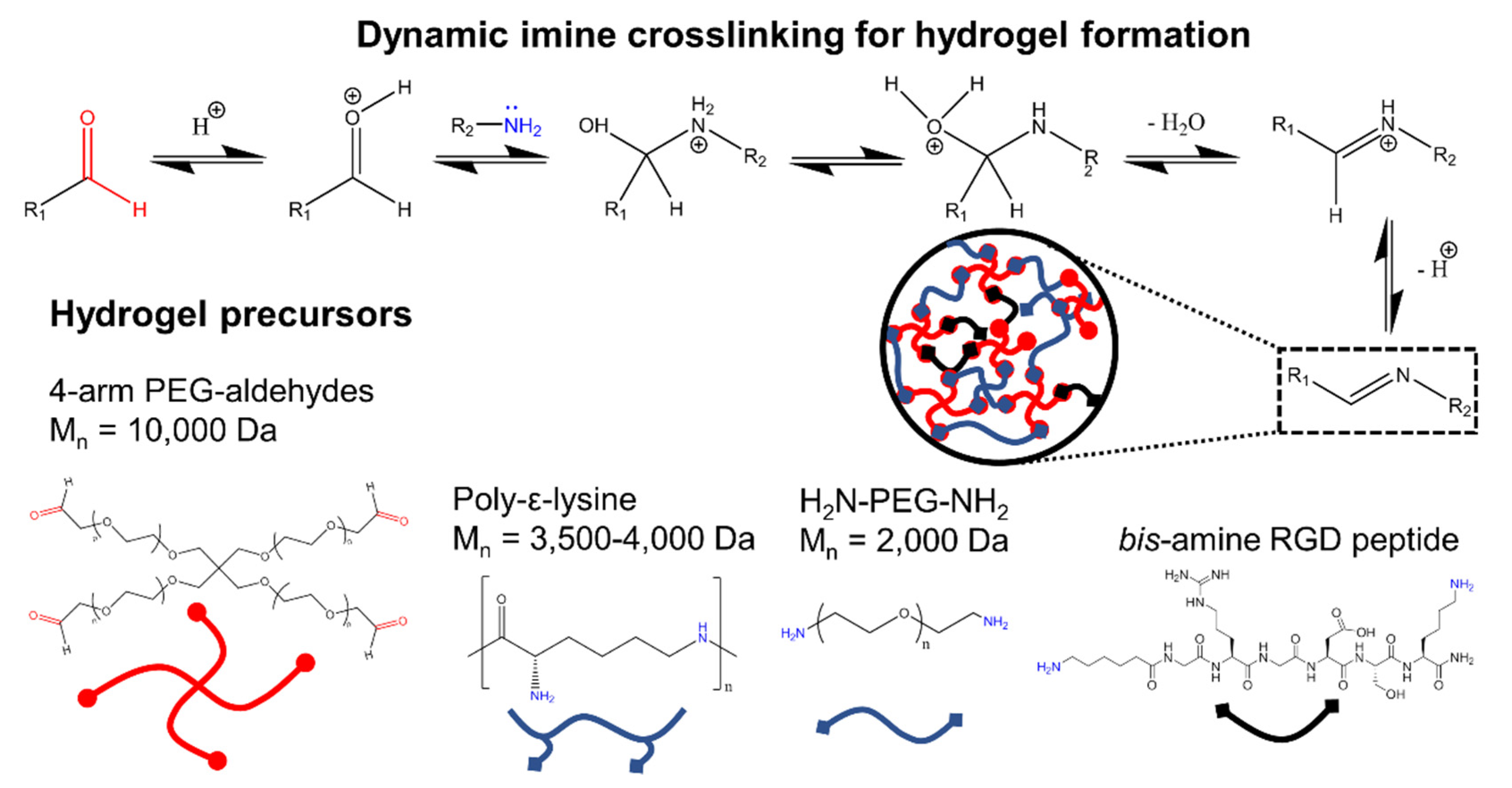 Materials Free FullText PolyEpsilonLysine Hydrogels with Dynamic