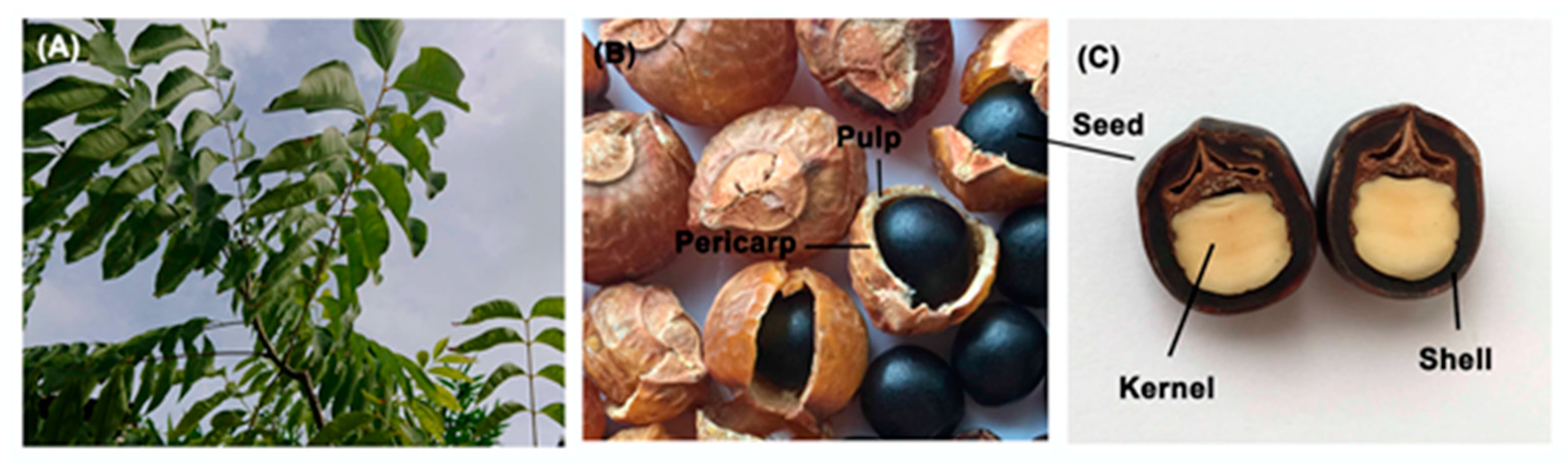 Materials 13 04063 g001